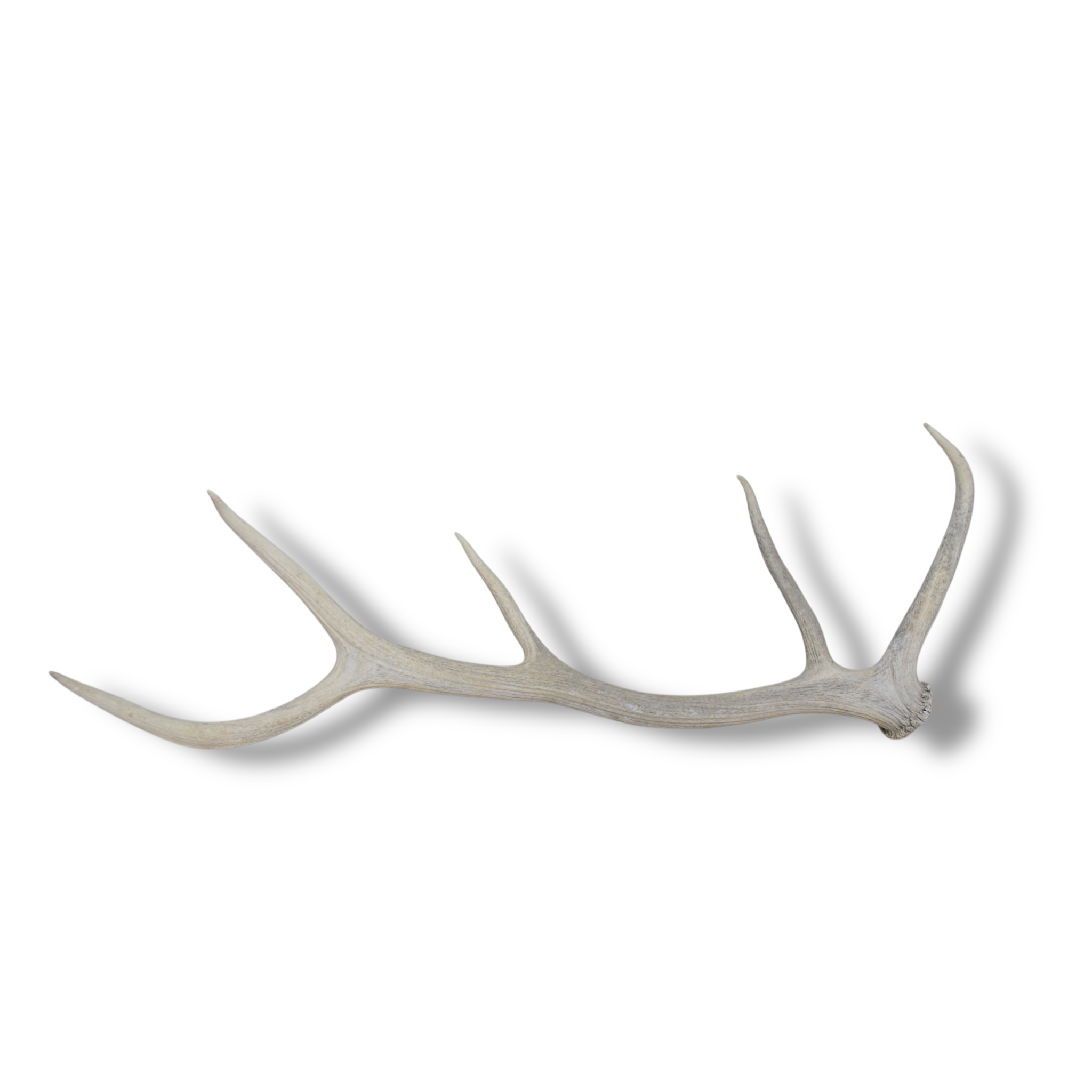 Elk Antler | Medium Size | 69