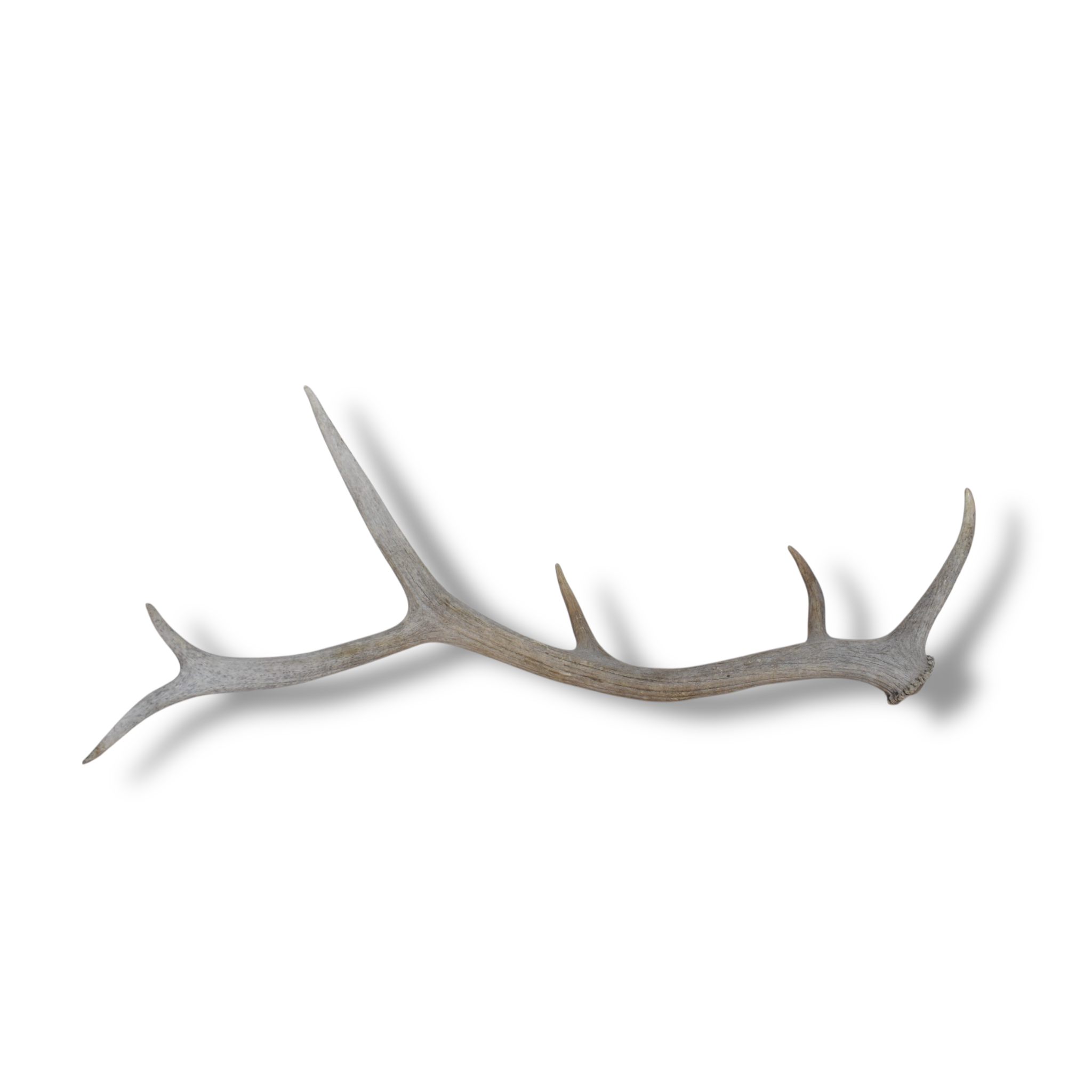 Elk Antler | Medium Size | 72