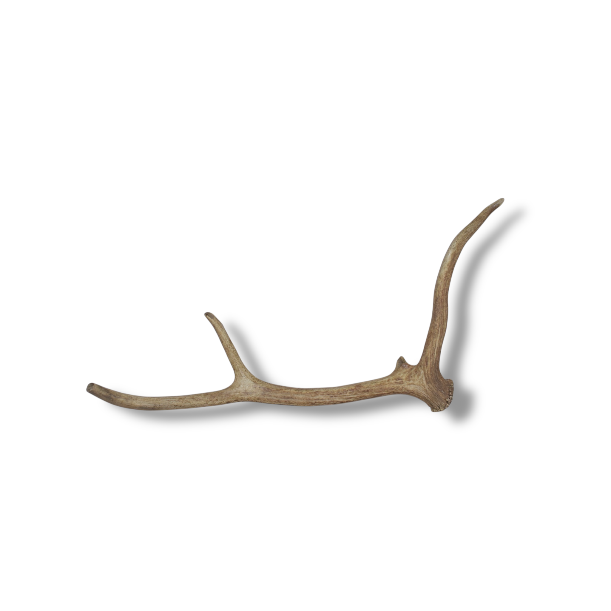 Elk Antler | Small Size | 94