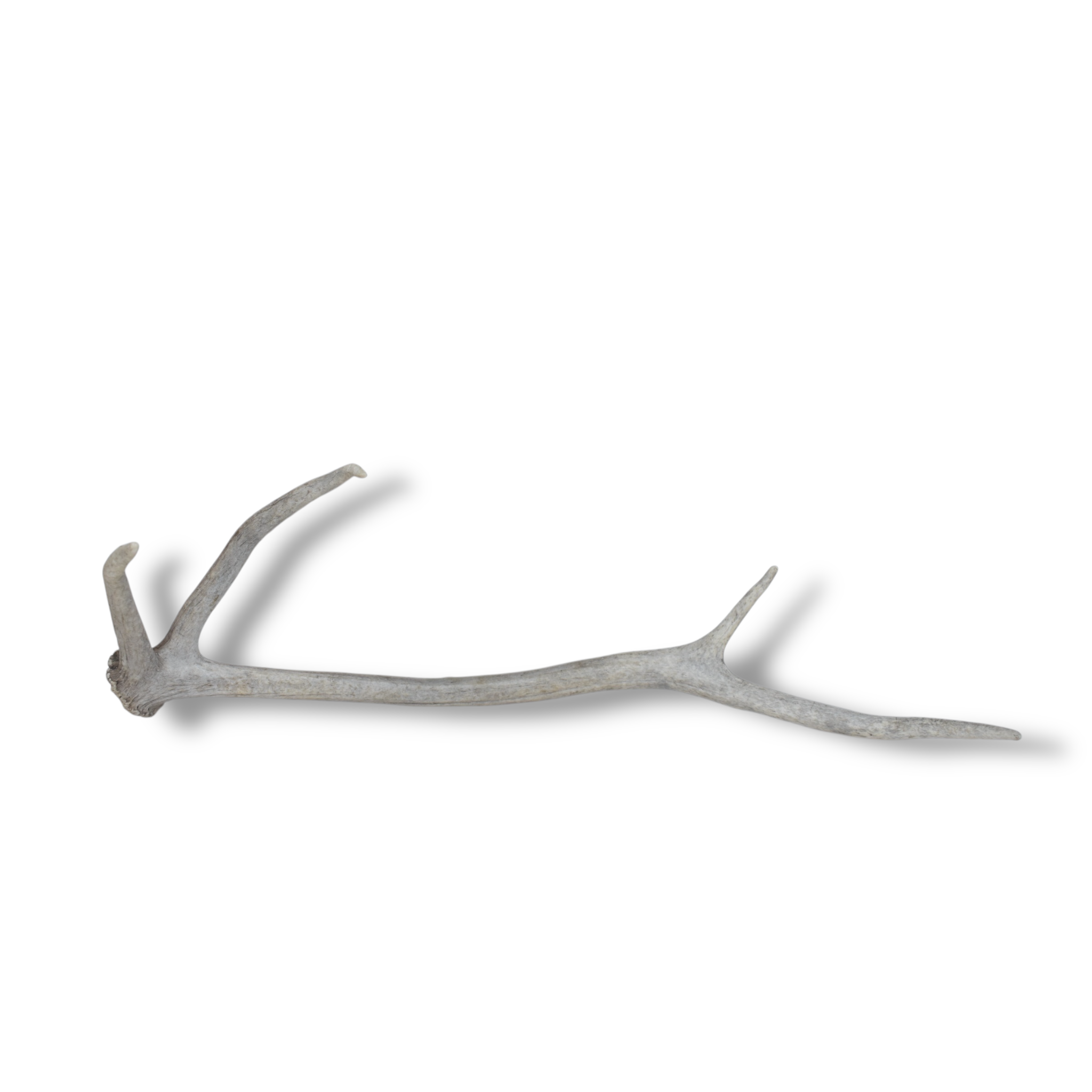 Elk Antler | Small Size | 77