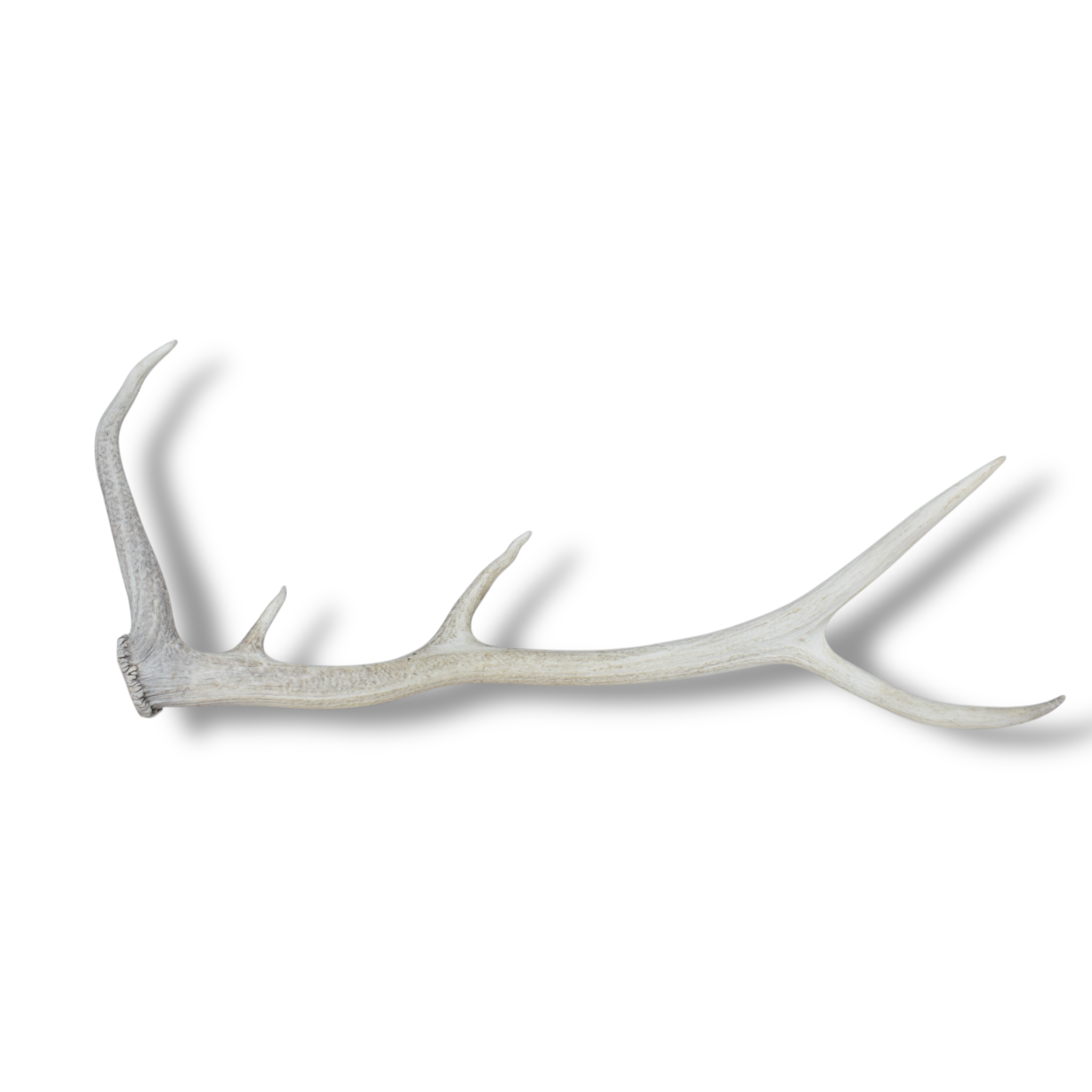 Elk Antler | 65 | SOLD OUT