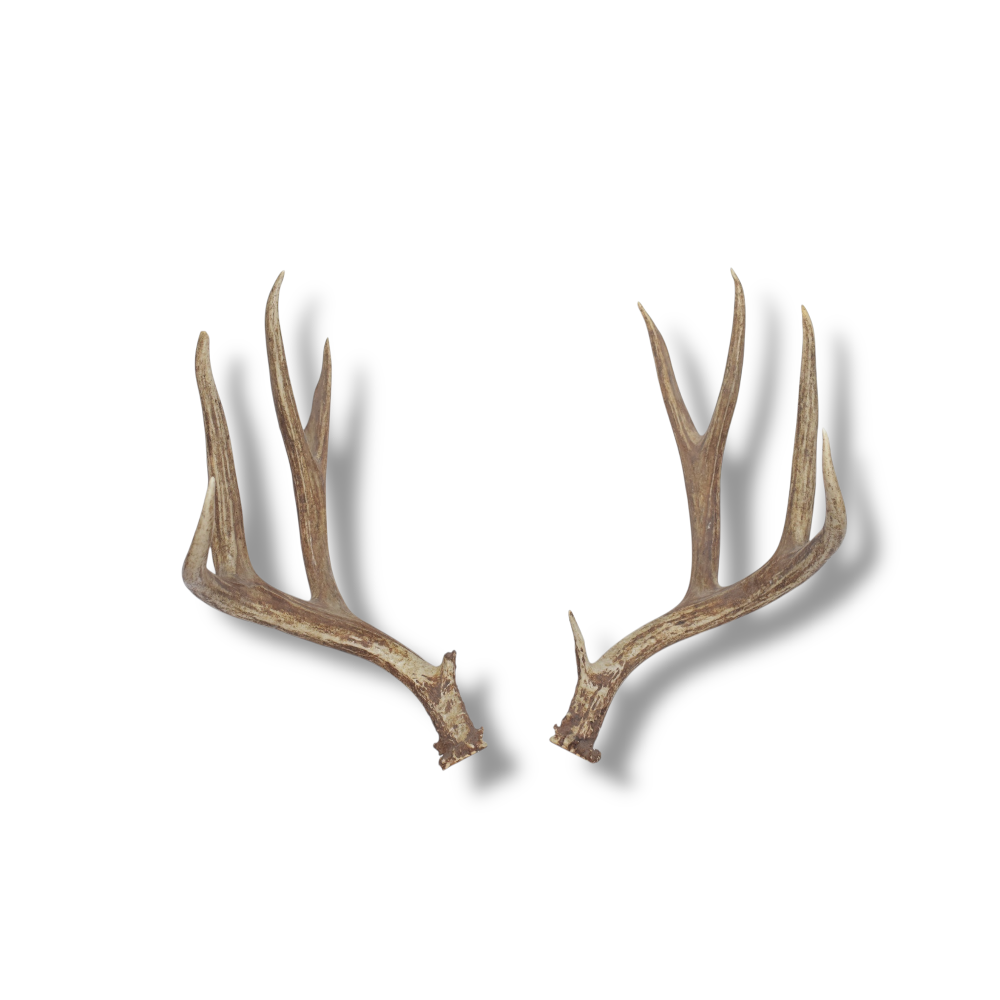 Mule Deer Large | Made to Order | 01