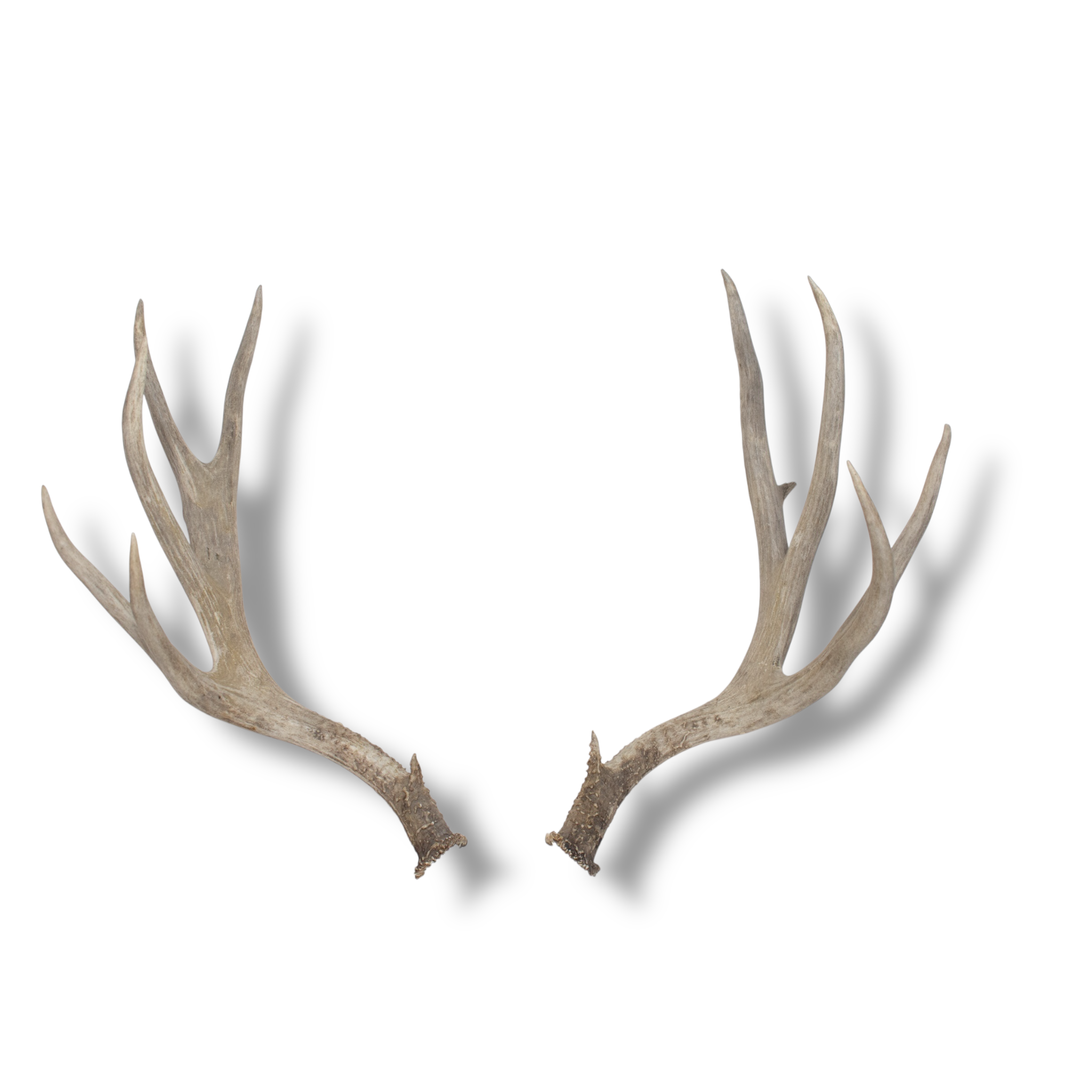 Mule Deer Extra-Large | Made-to-Order | 02