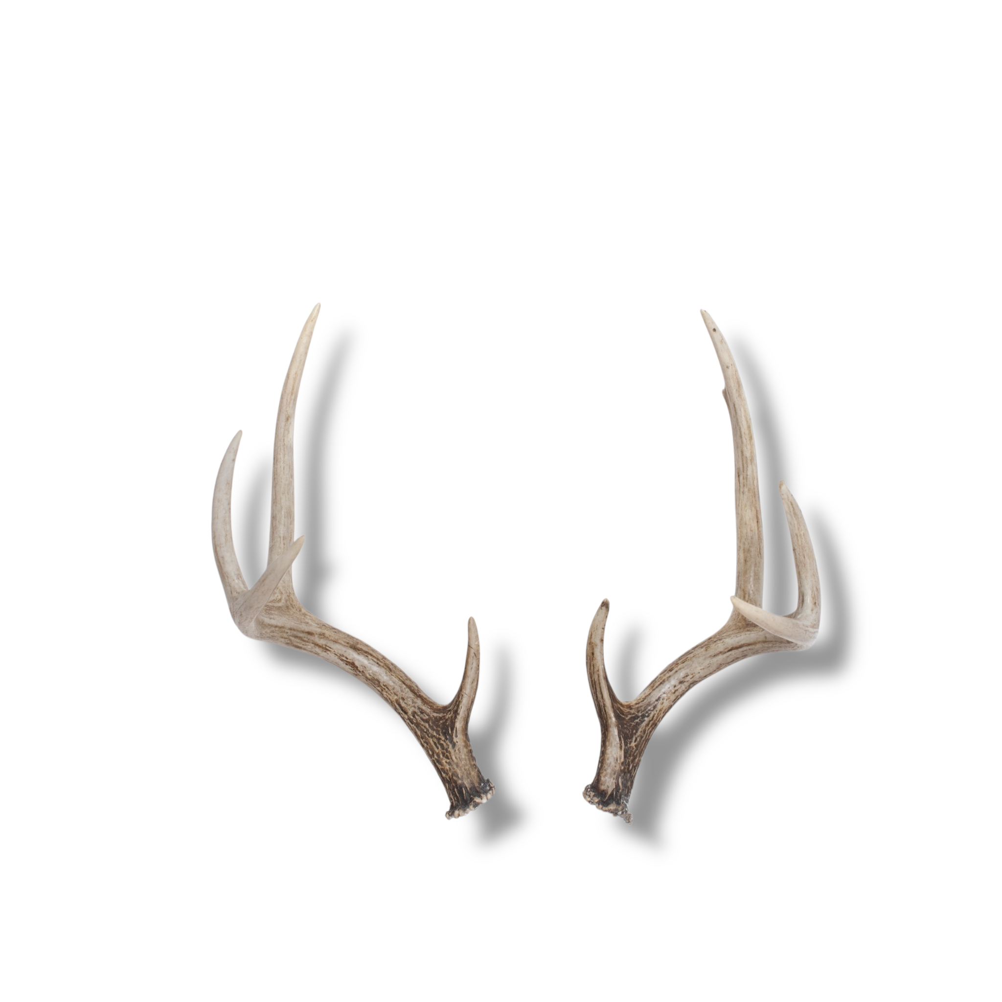 Whitetail Deer Small | Made-to-Order | 05