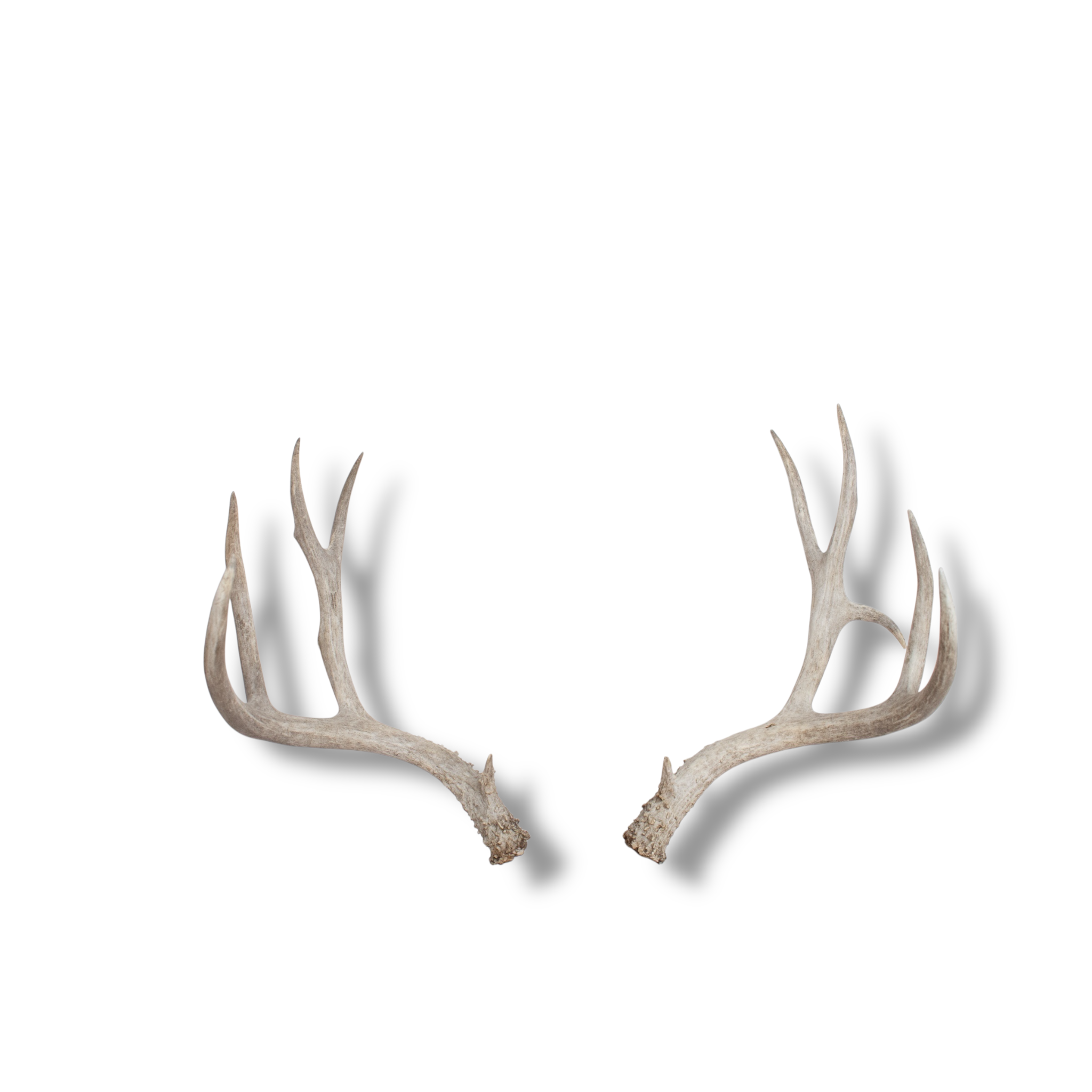 Mule Deer Medium | Made-to-Order | 07