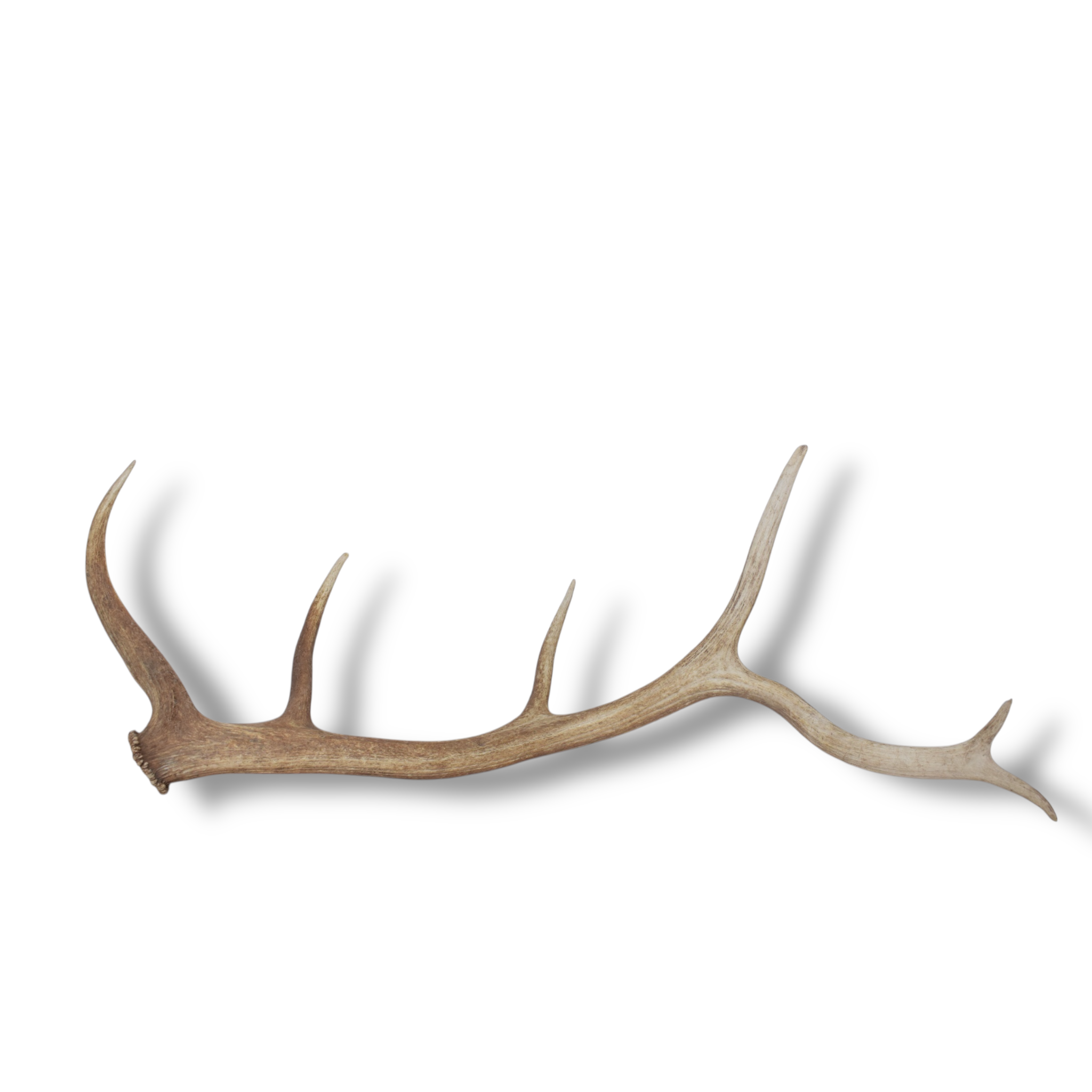 Elk Antler | Large Size | 98