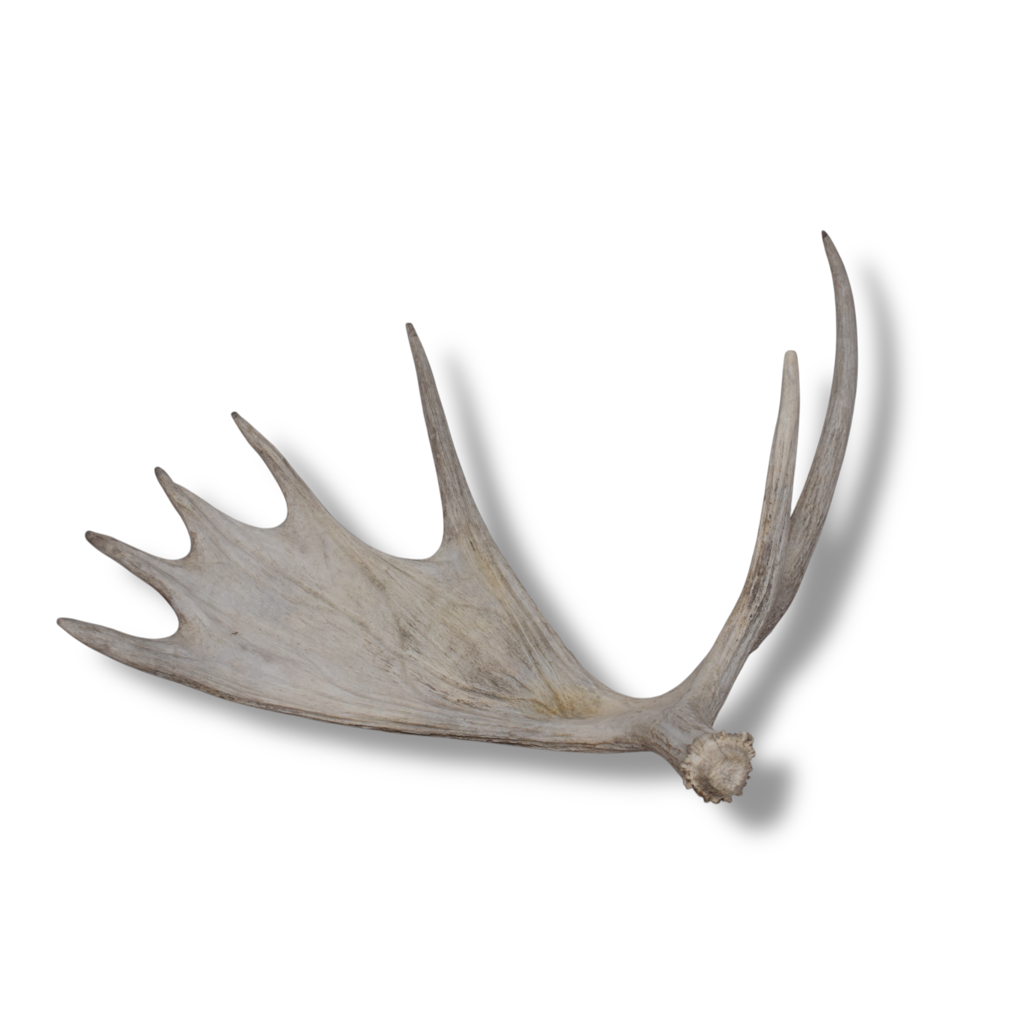 Moose Antler | Small Size | 08