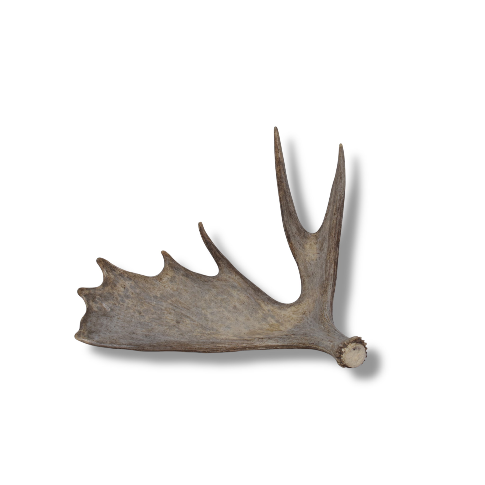 Moose Antler | Small Size | 09