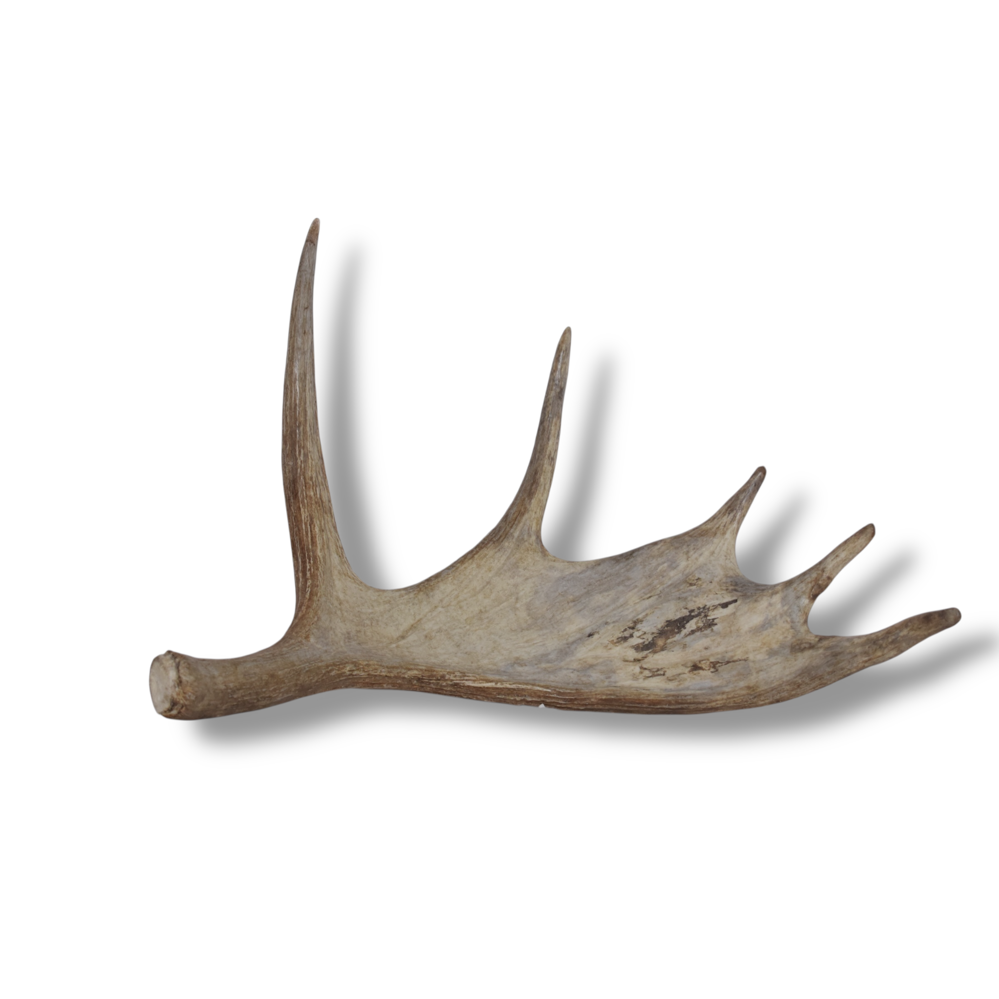 Moose Antler | Small Size | 11