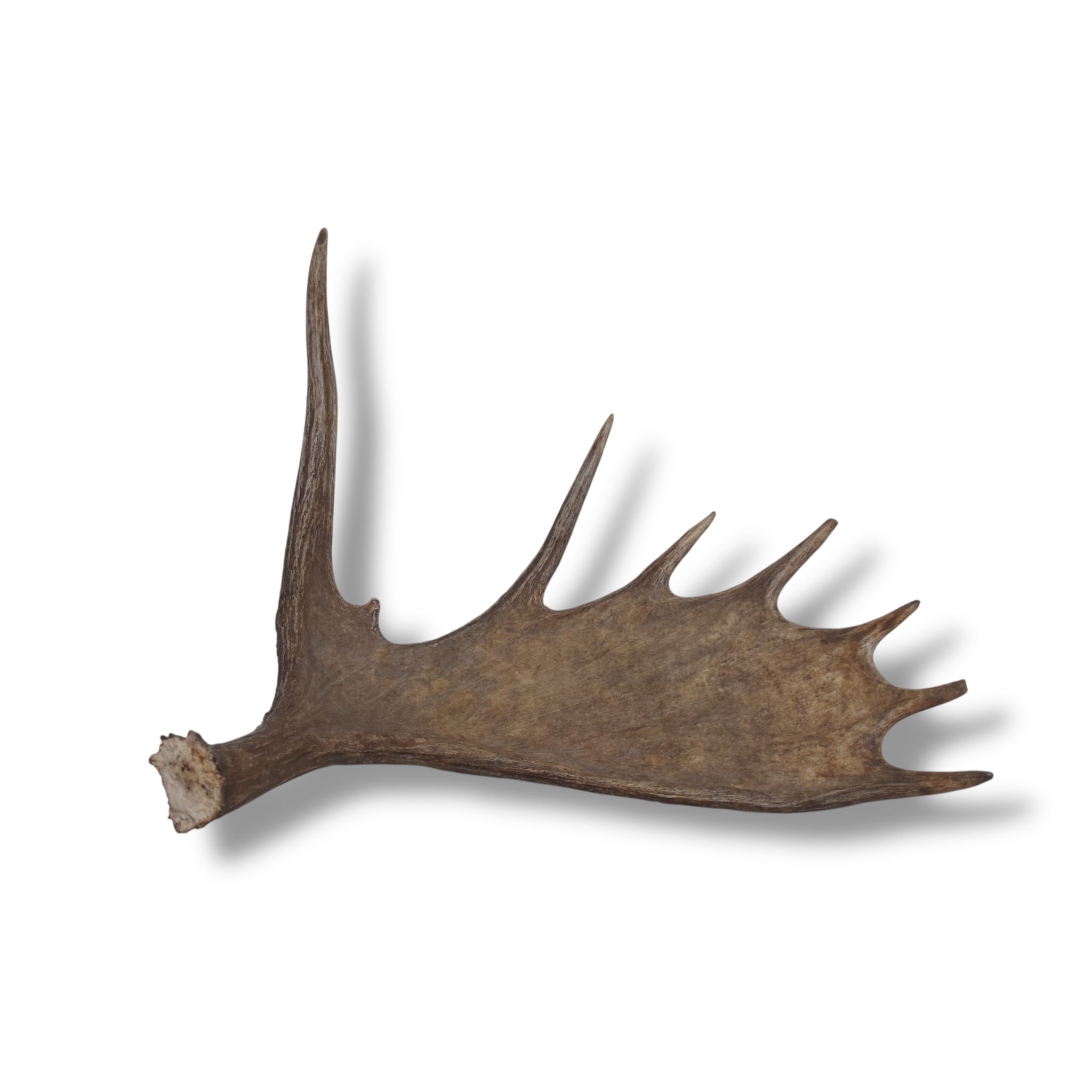 Moose Antler | Small Size | 07
