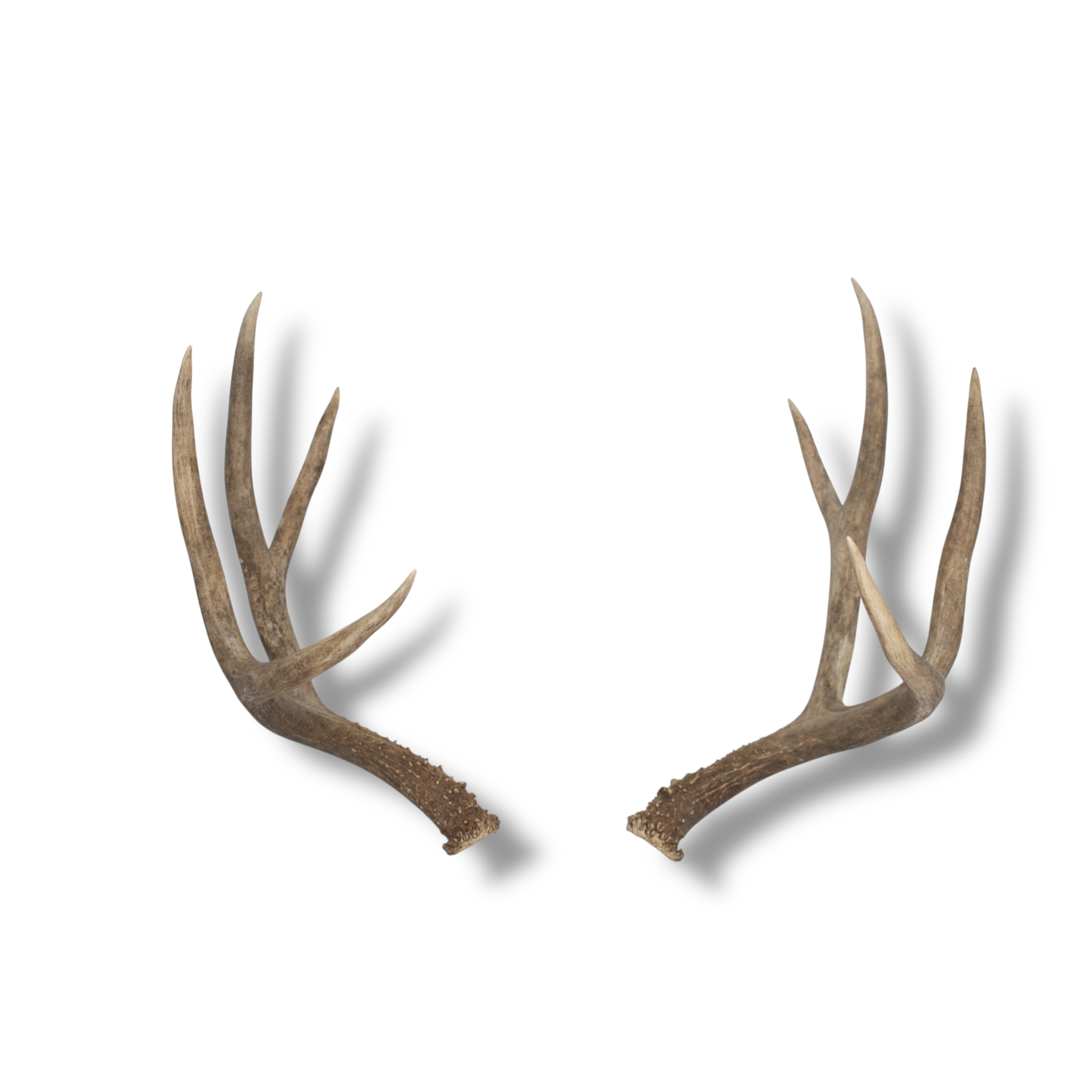 Mule Deer Medium | Made-to-Order | 11