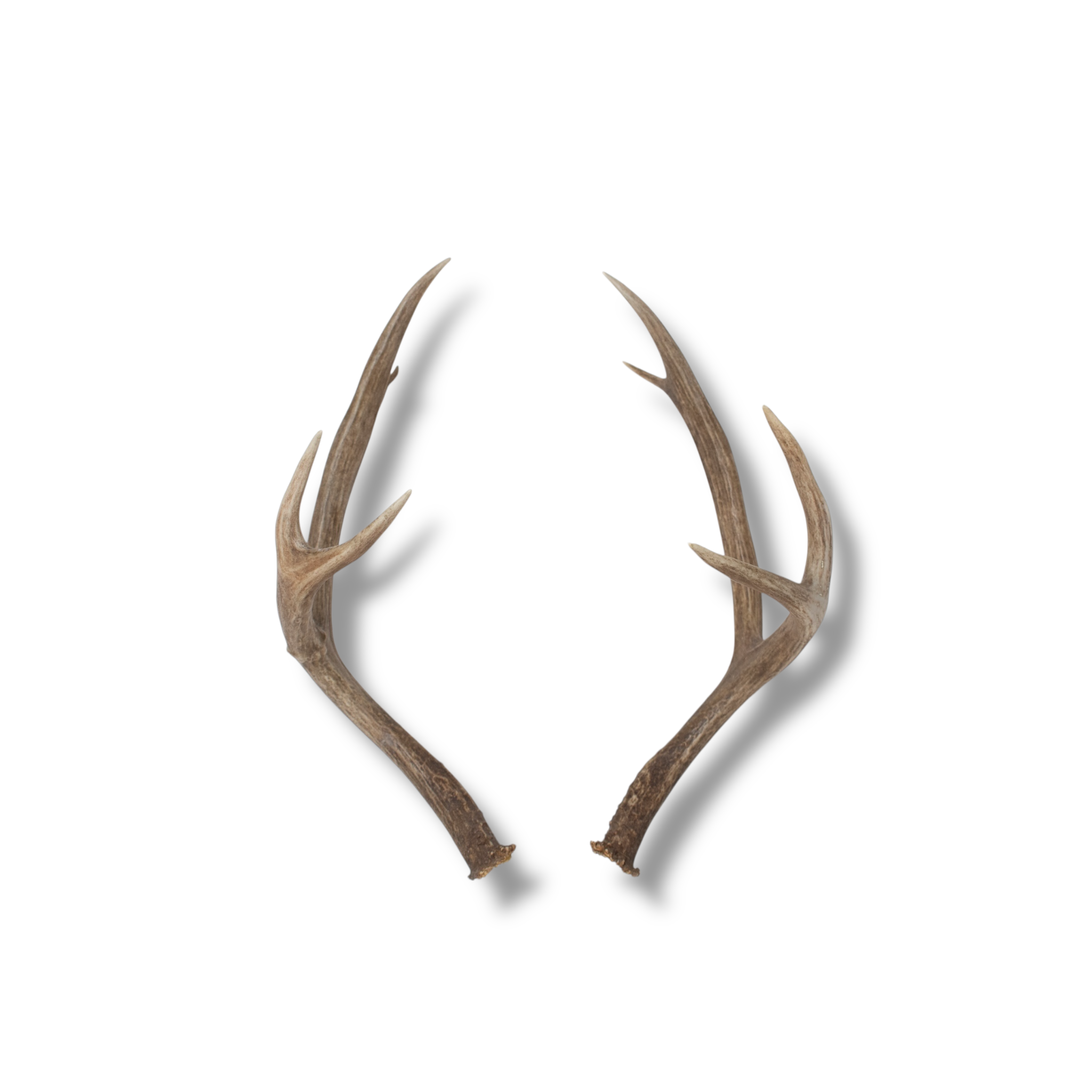 Mule Deer Medium | Made-to-Order | 12