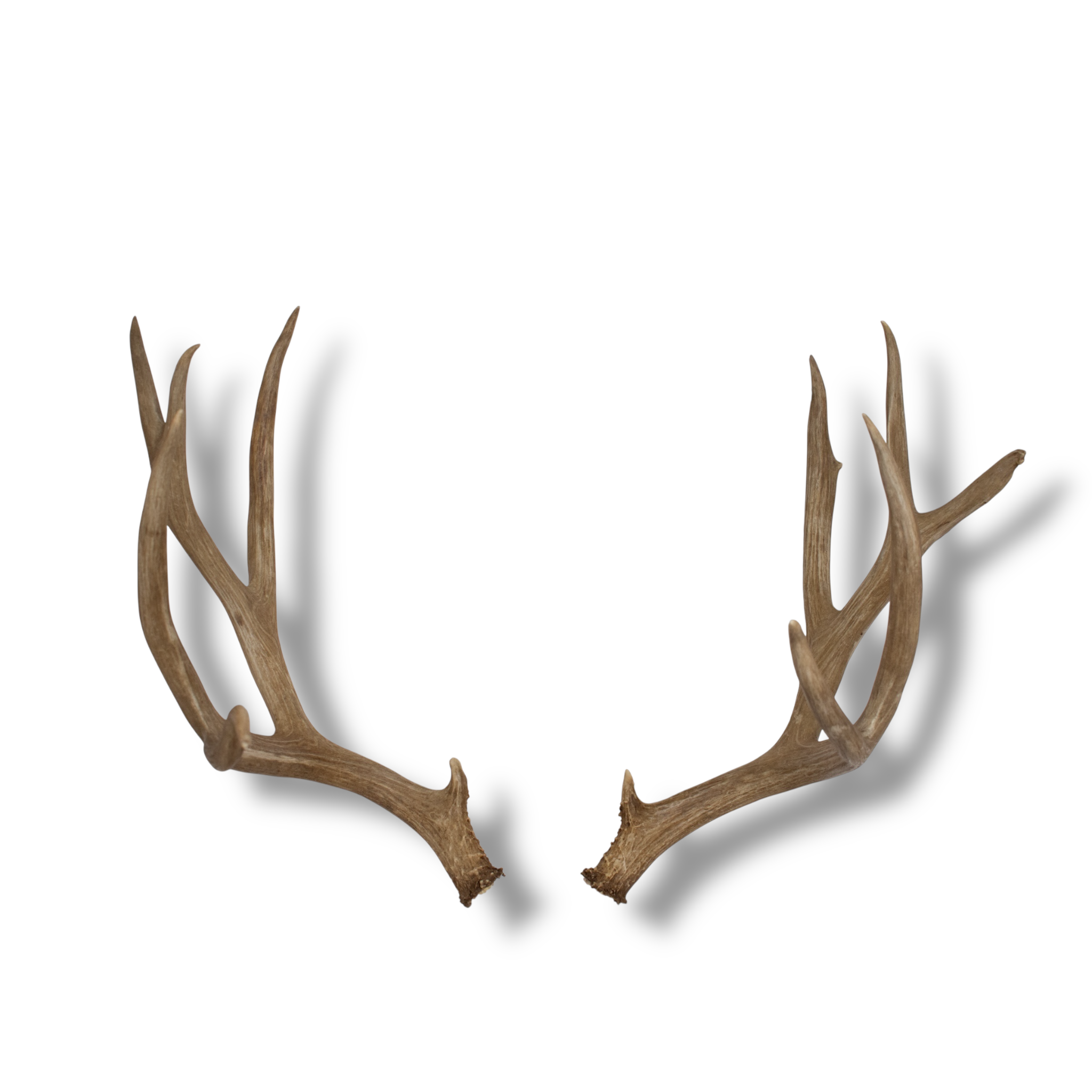 Mule Deer Extra-Large | Made-to-Order | 32