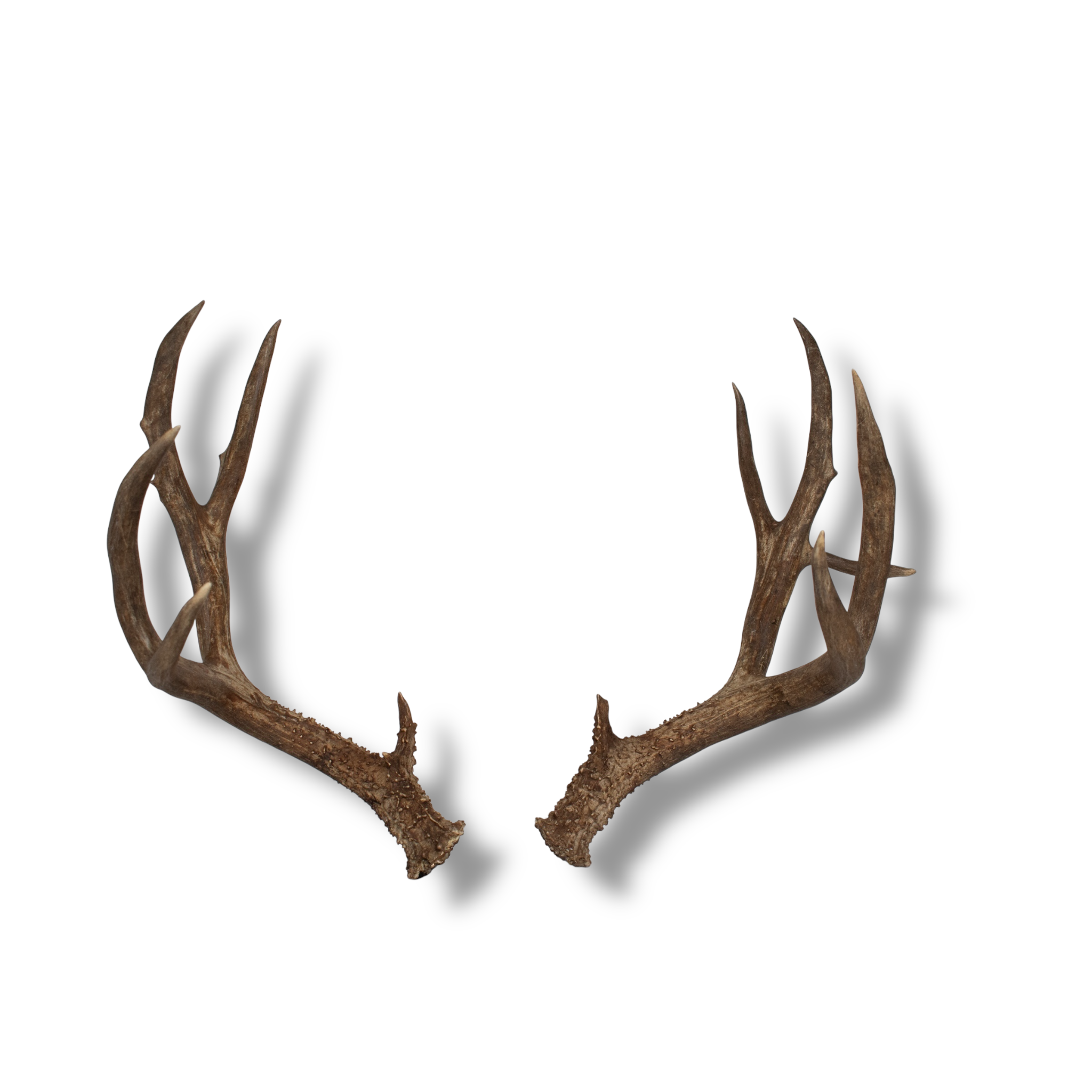Mule Deer Large| Made-to-Order | 31