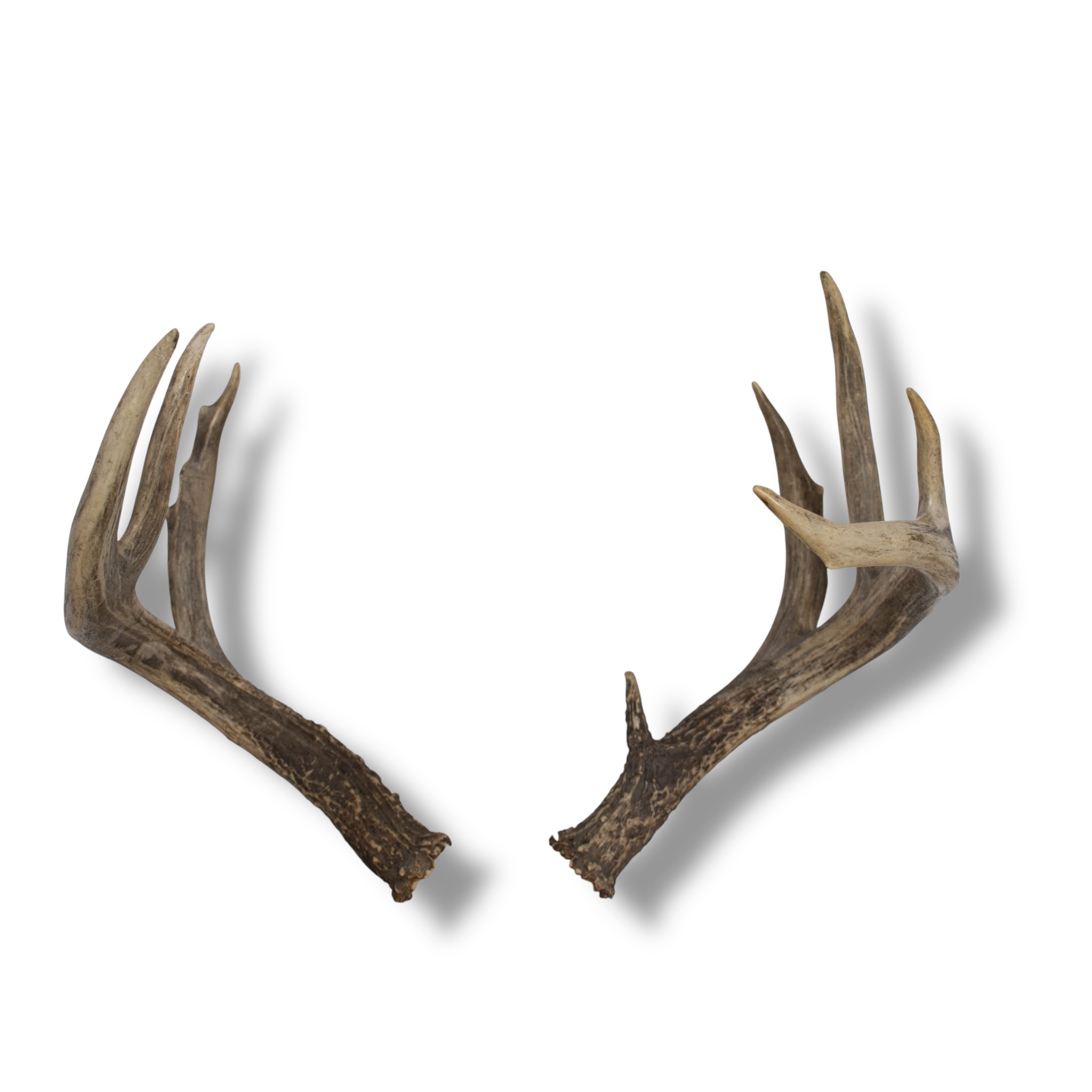 Whitetail Deer Large | Made-to-Order | 27