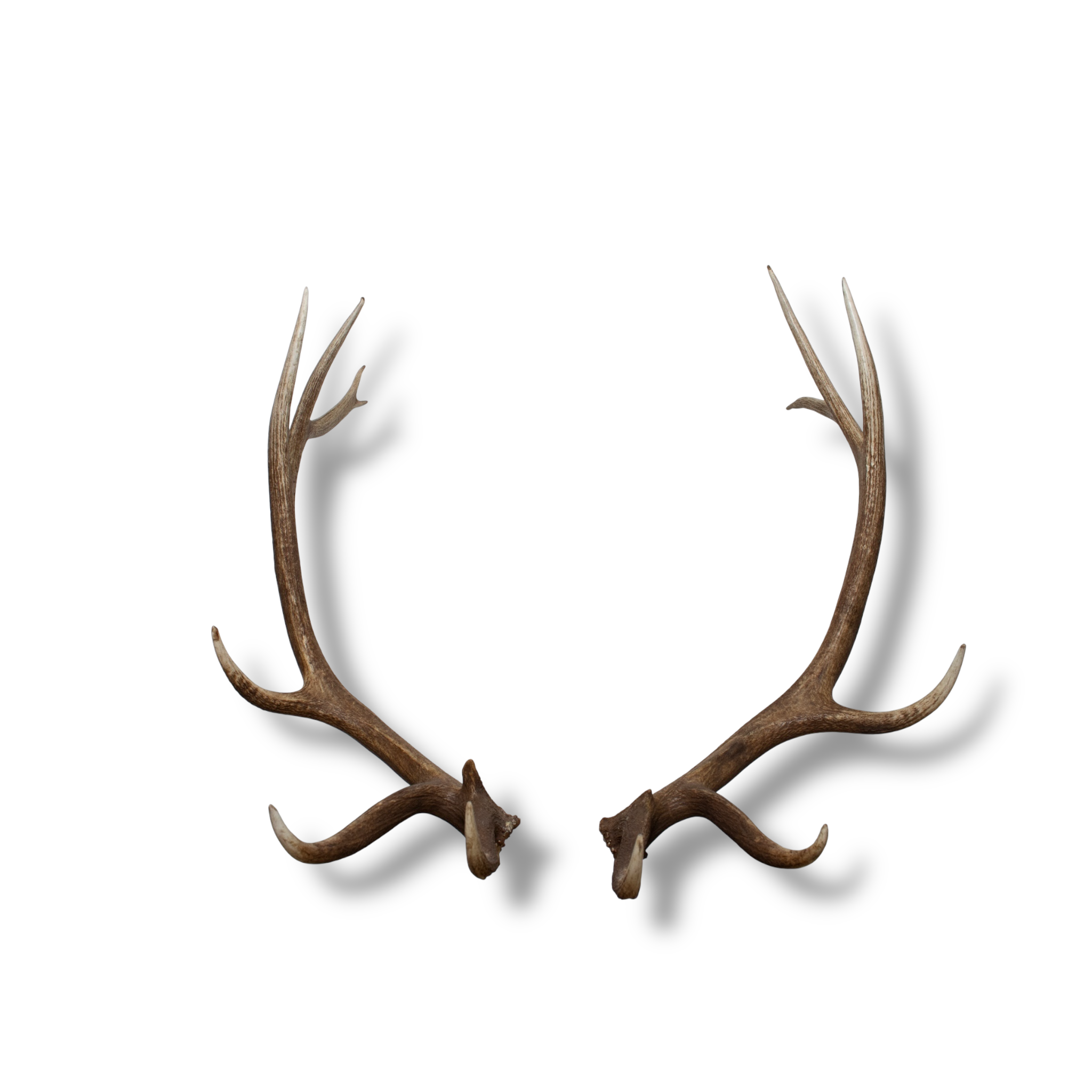 Elk Extra-Large | Made-to-Order | 37