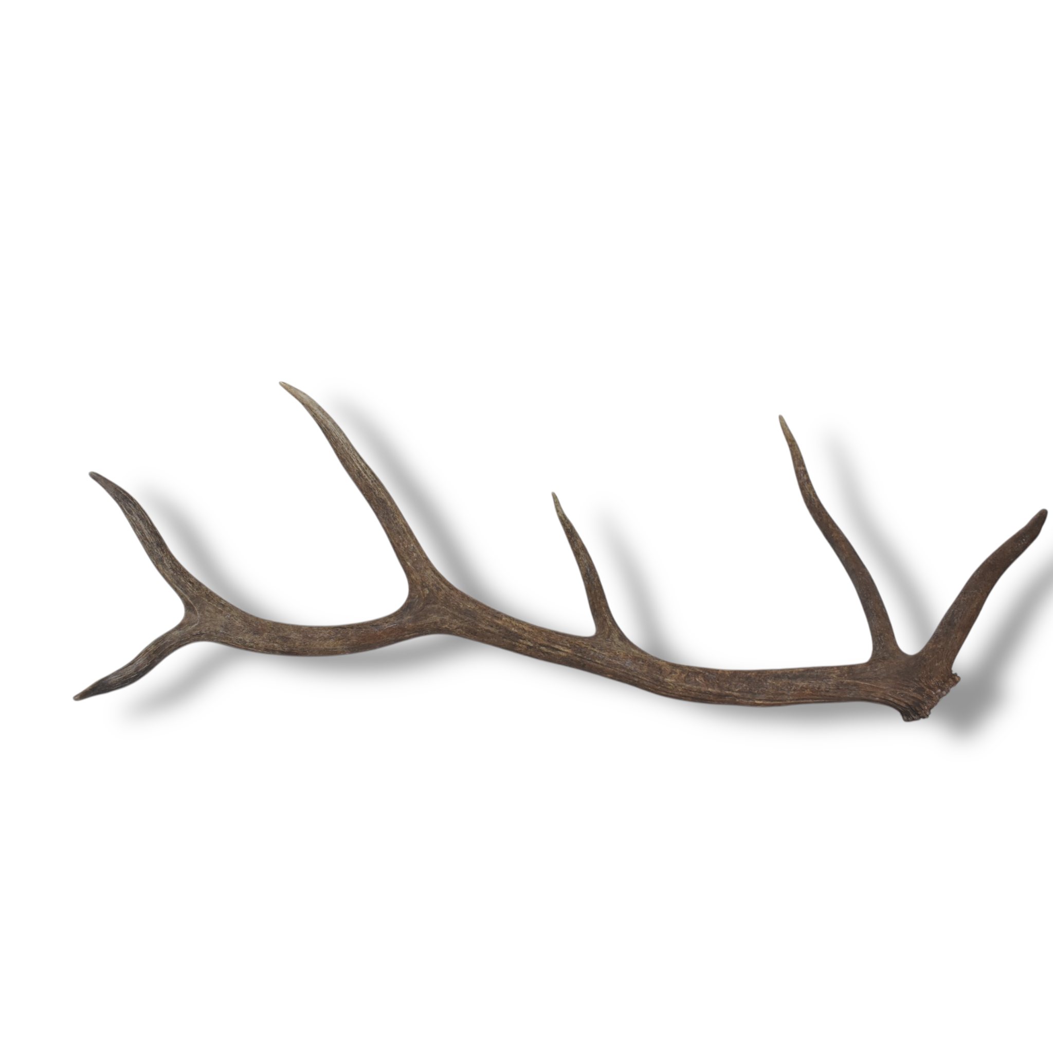 Elk Antler | Large Size | 100