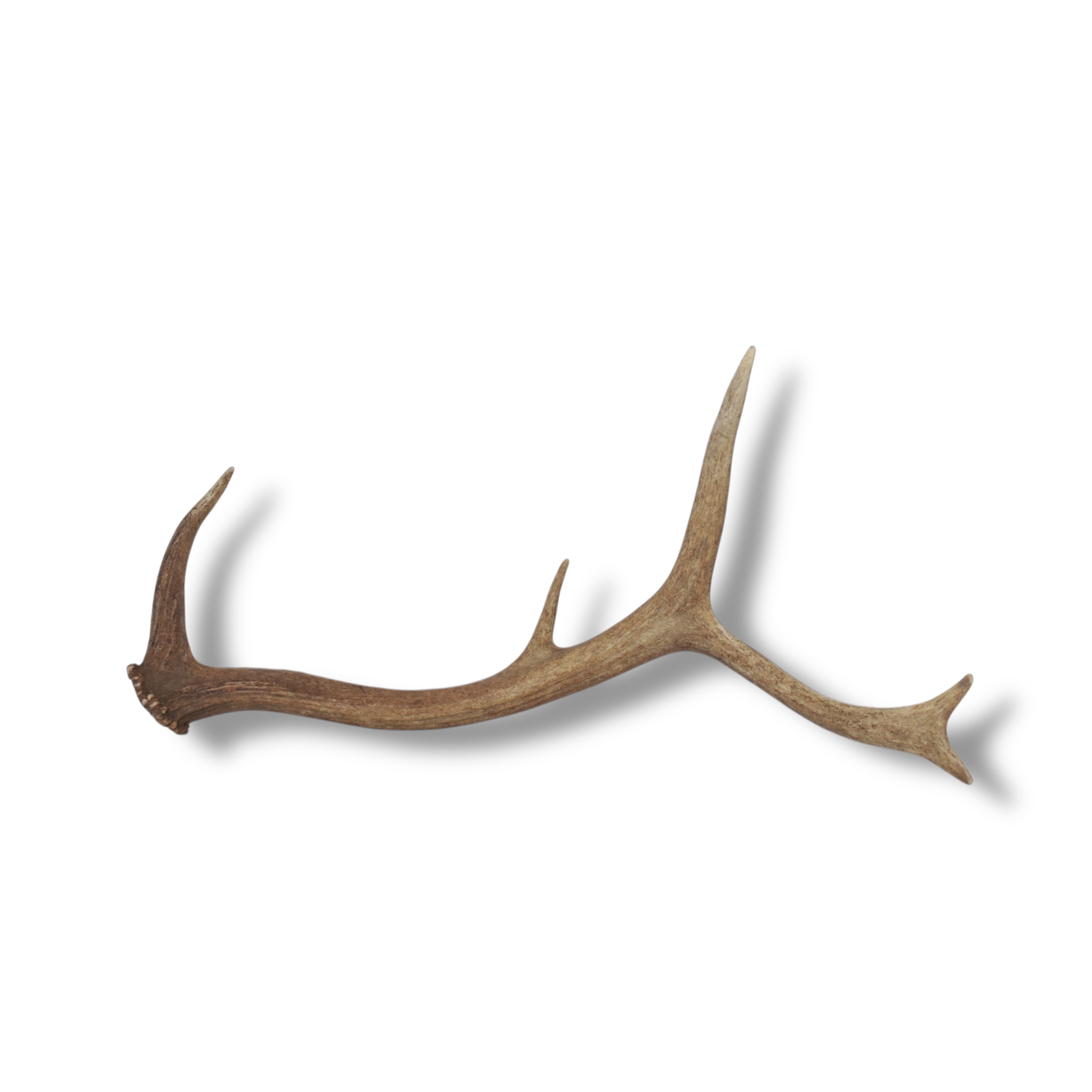Elk Antler | Small Size | 101