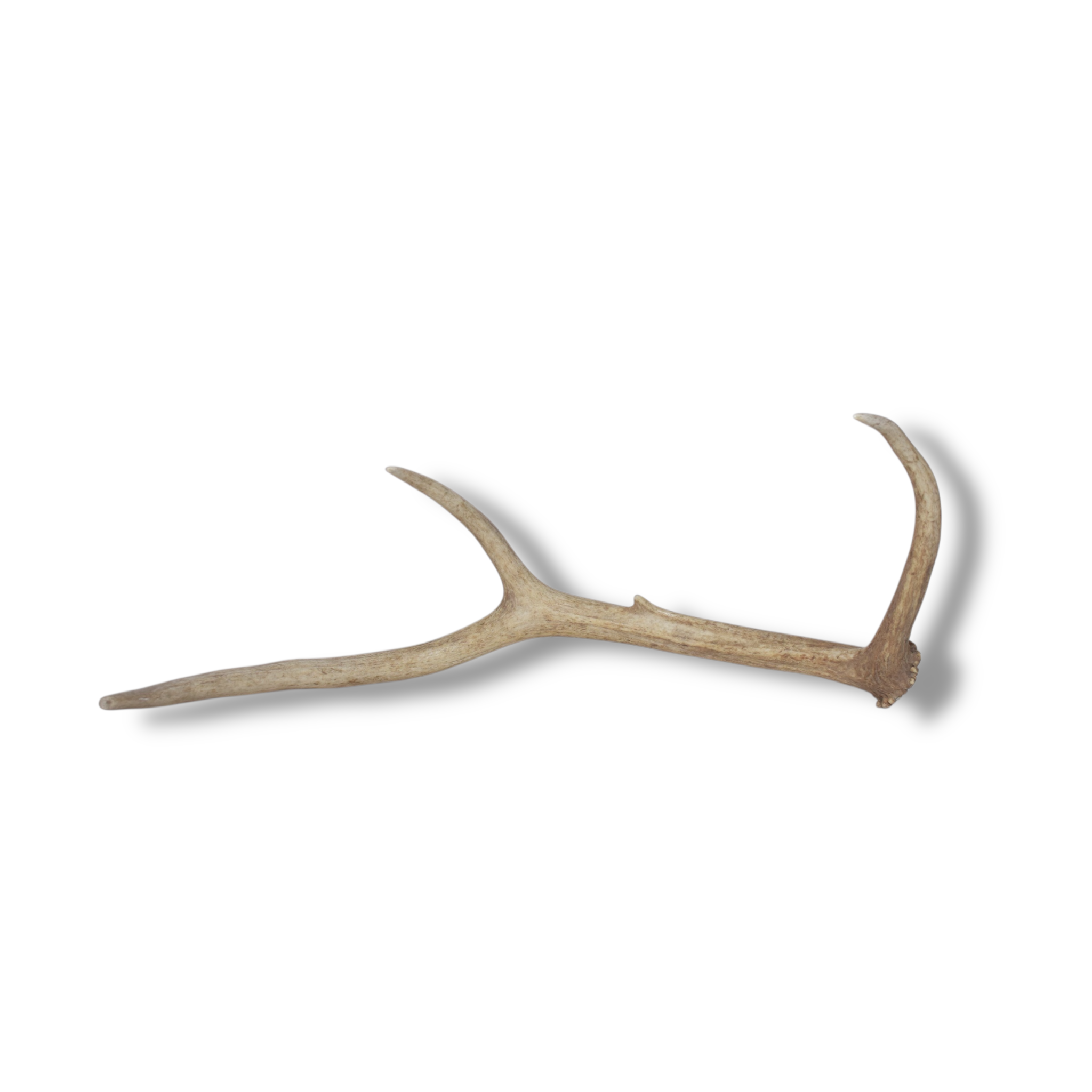 Elk Antler | Small Size | 104