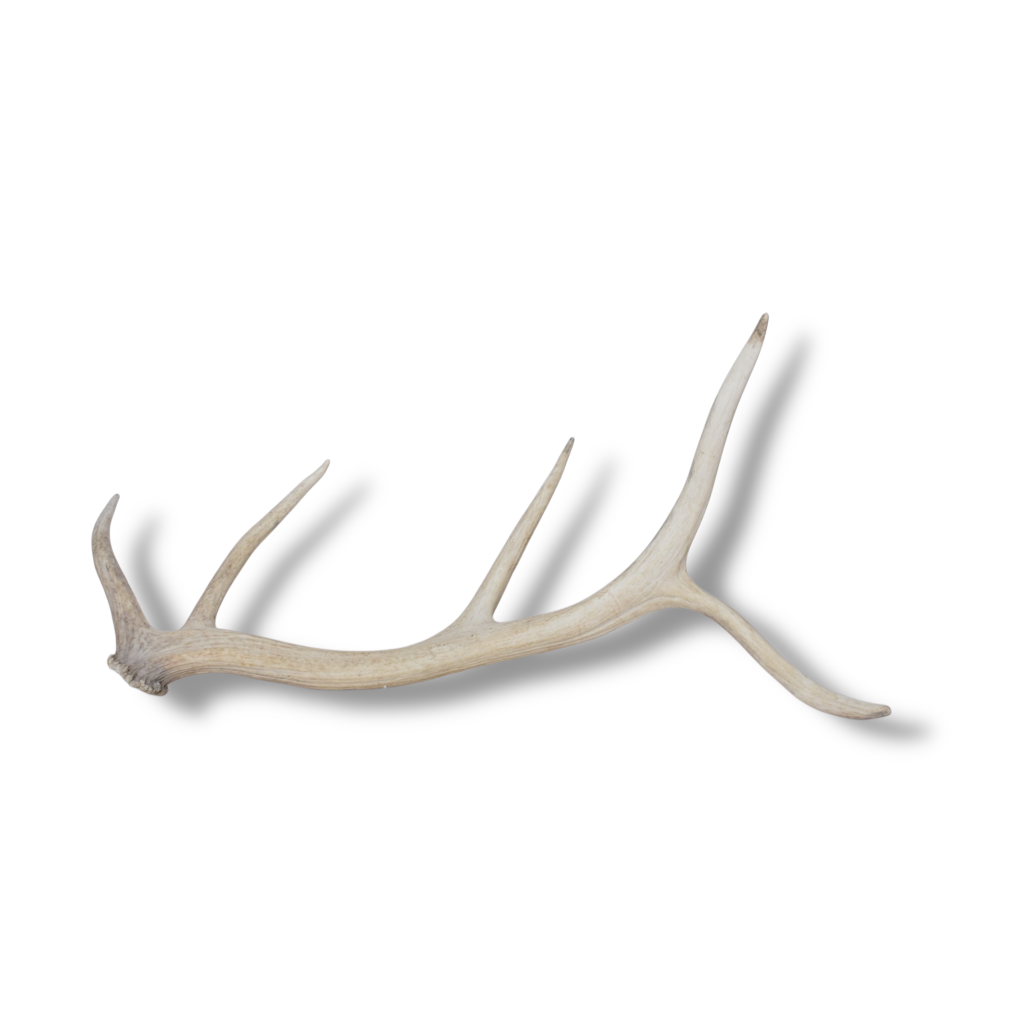 Elk Antler | Medium Size | 111