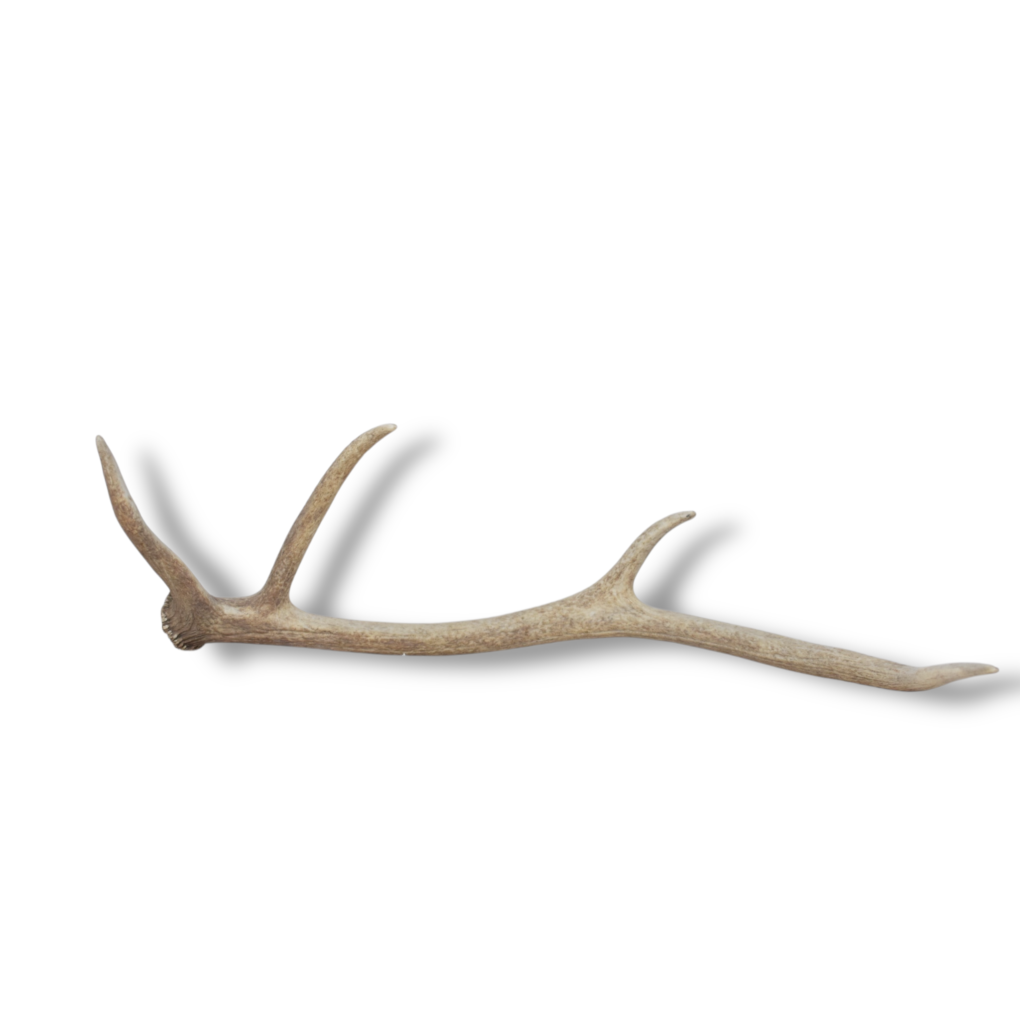 Elk Antler | Small Size | 112