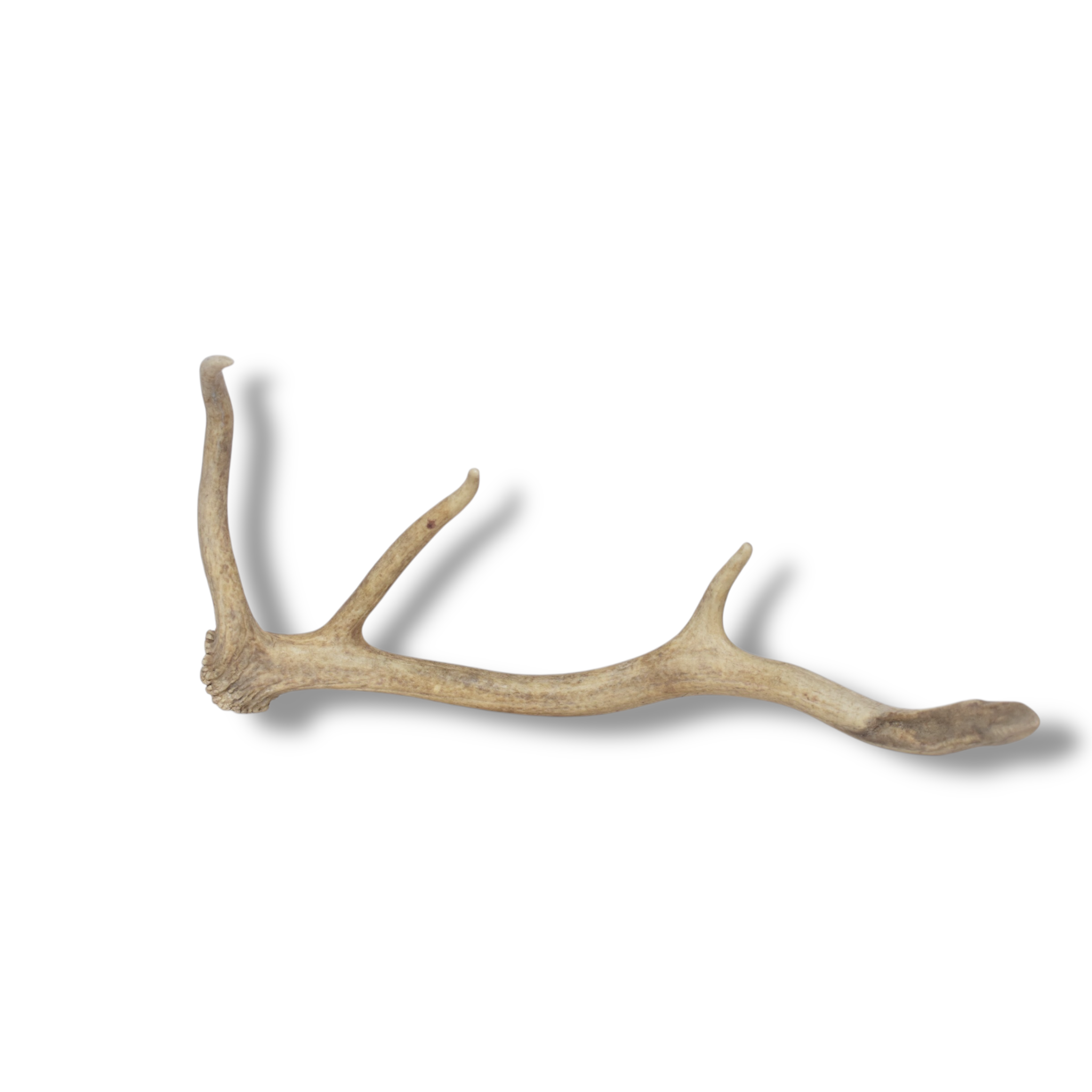 Elk Antler | Small Size | 117