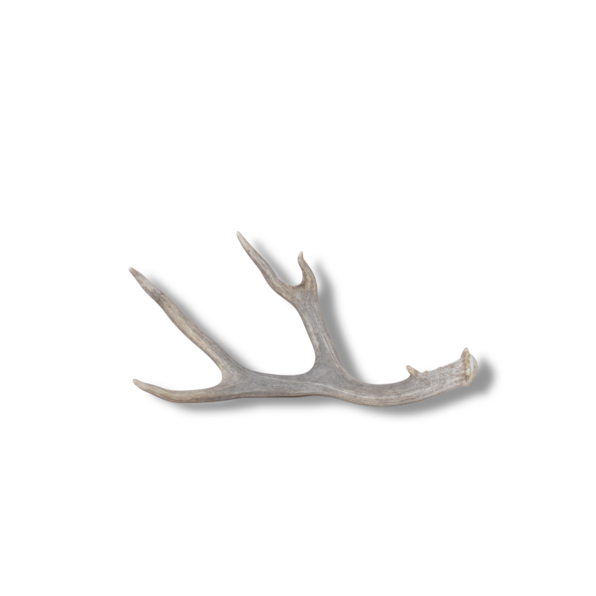Mule Deer Antler | Small Size | 63