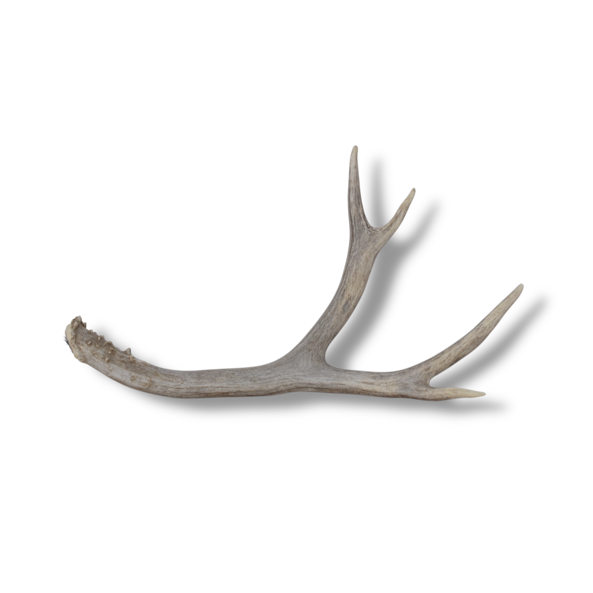 Mule Deer Antler | Medium Size | 58