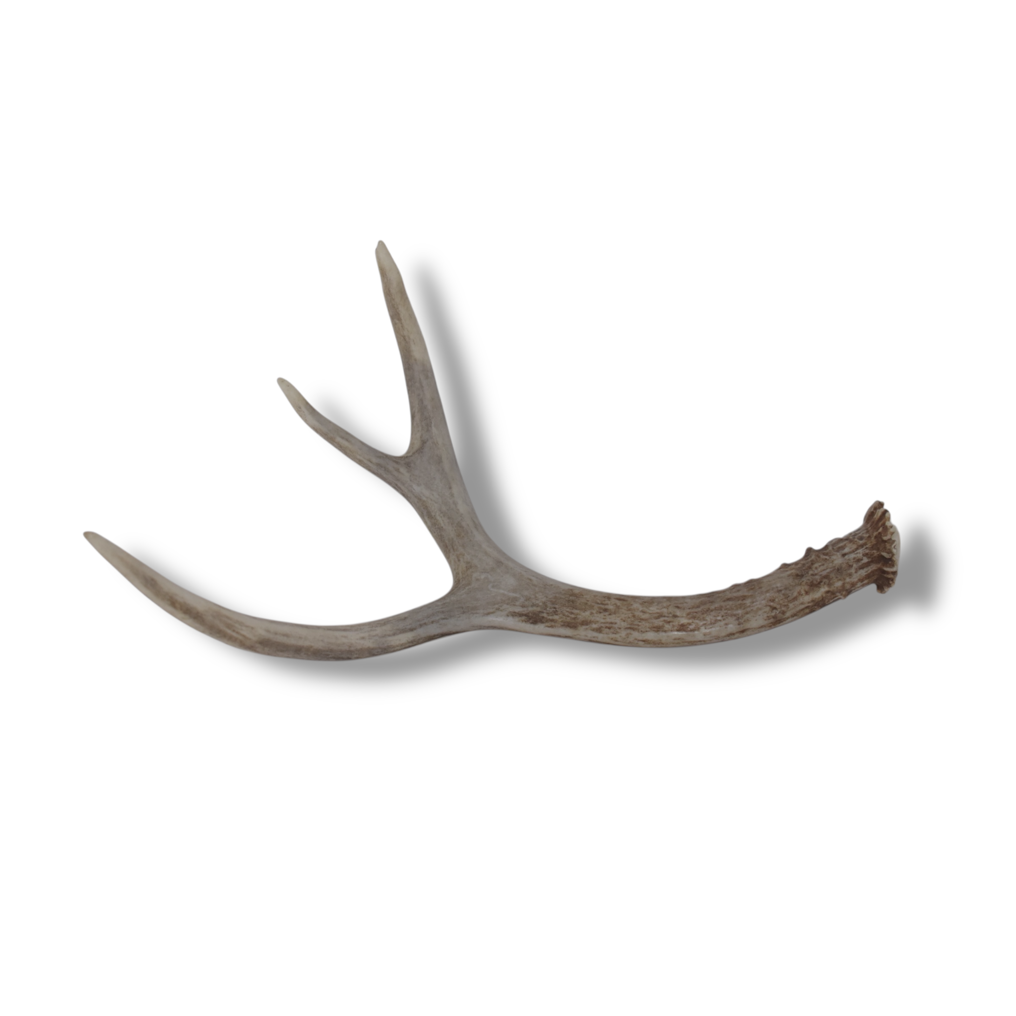 Mule Deer Antler | Small Size | 61
