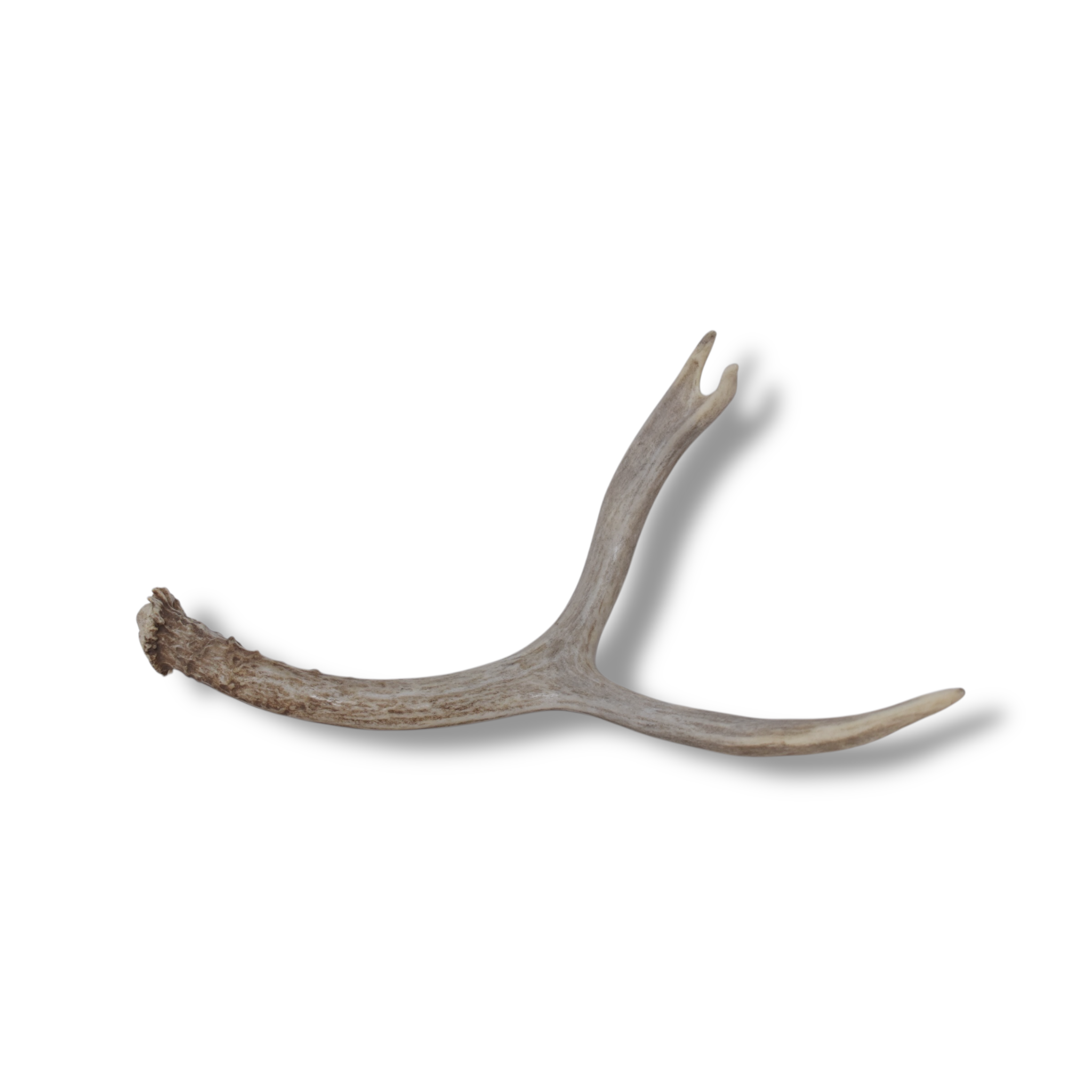 Mule Deer Antler | Medium Size | 62
