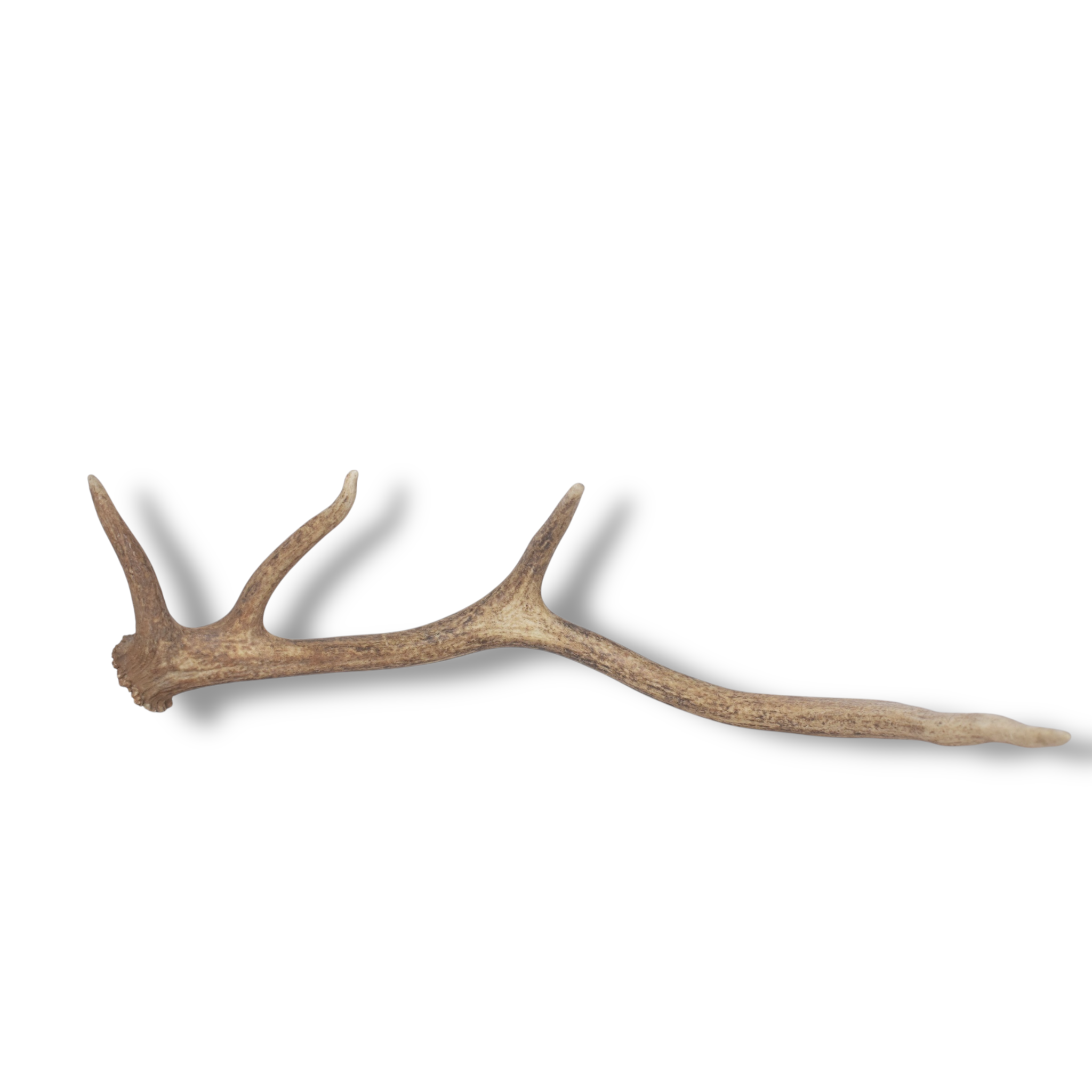 Elk Antler | Small Size | 137