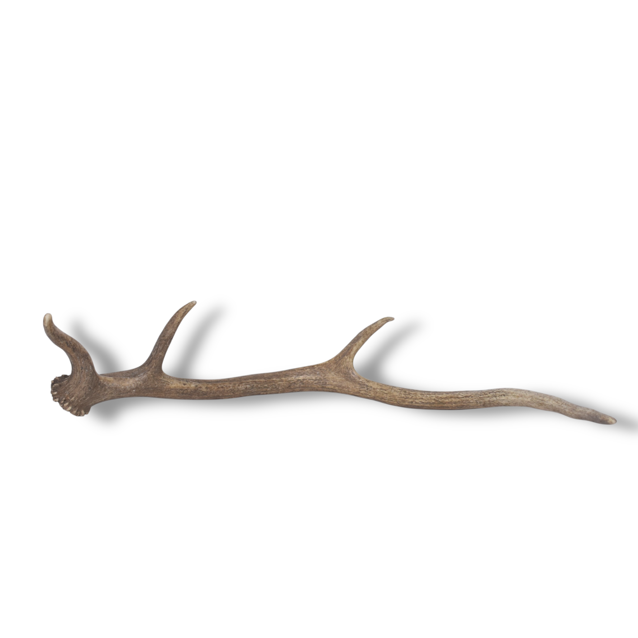 Elk Antler | Small Size | 134