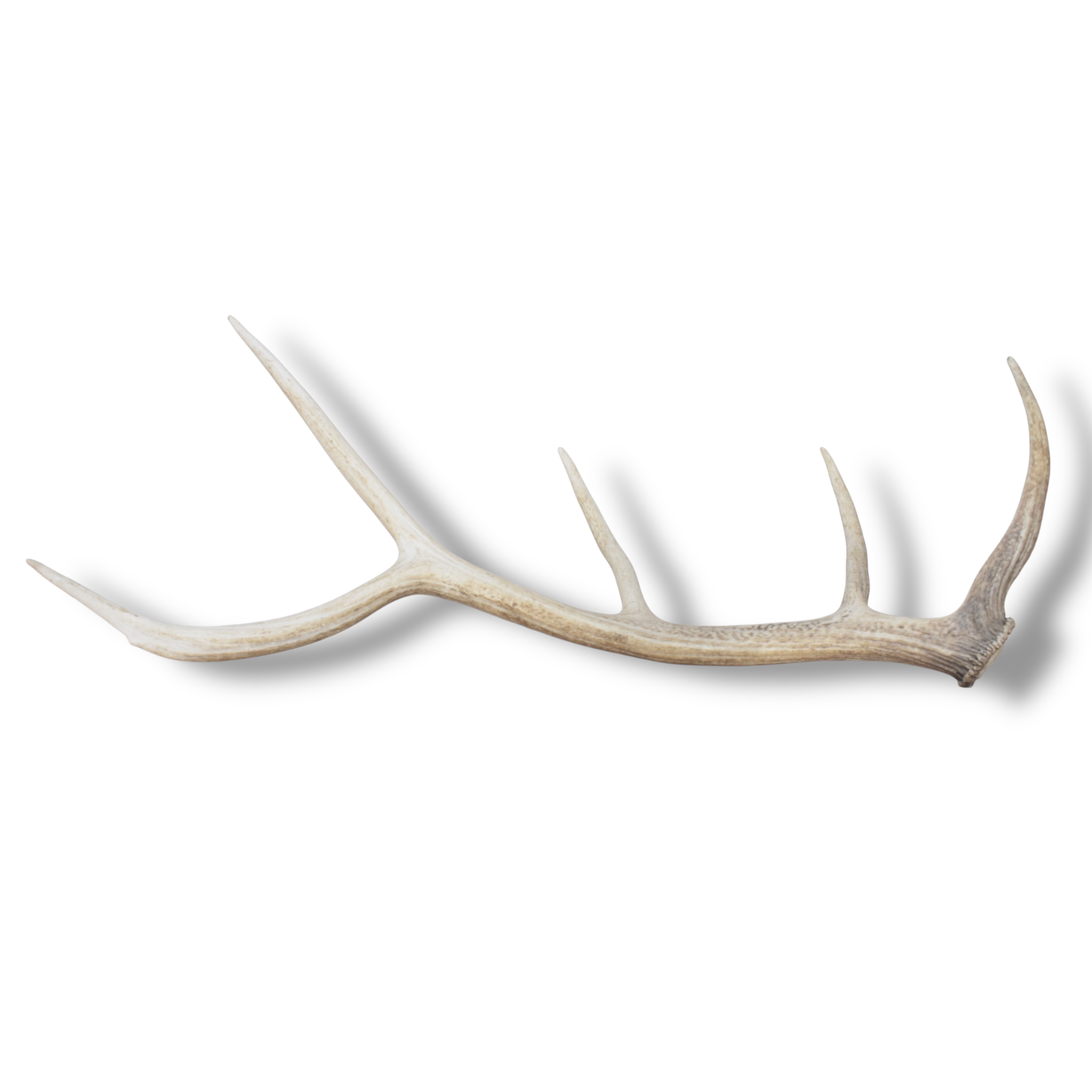 Elk Antler | Medium Size | 127