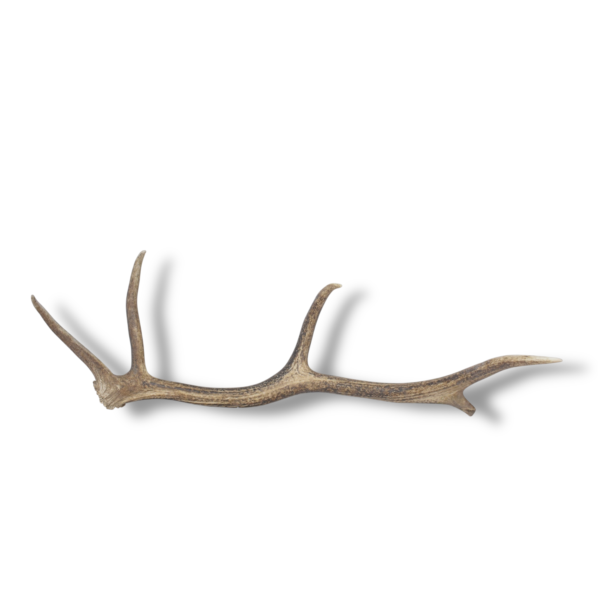 Elk Antler | Small Size | 139
