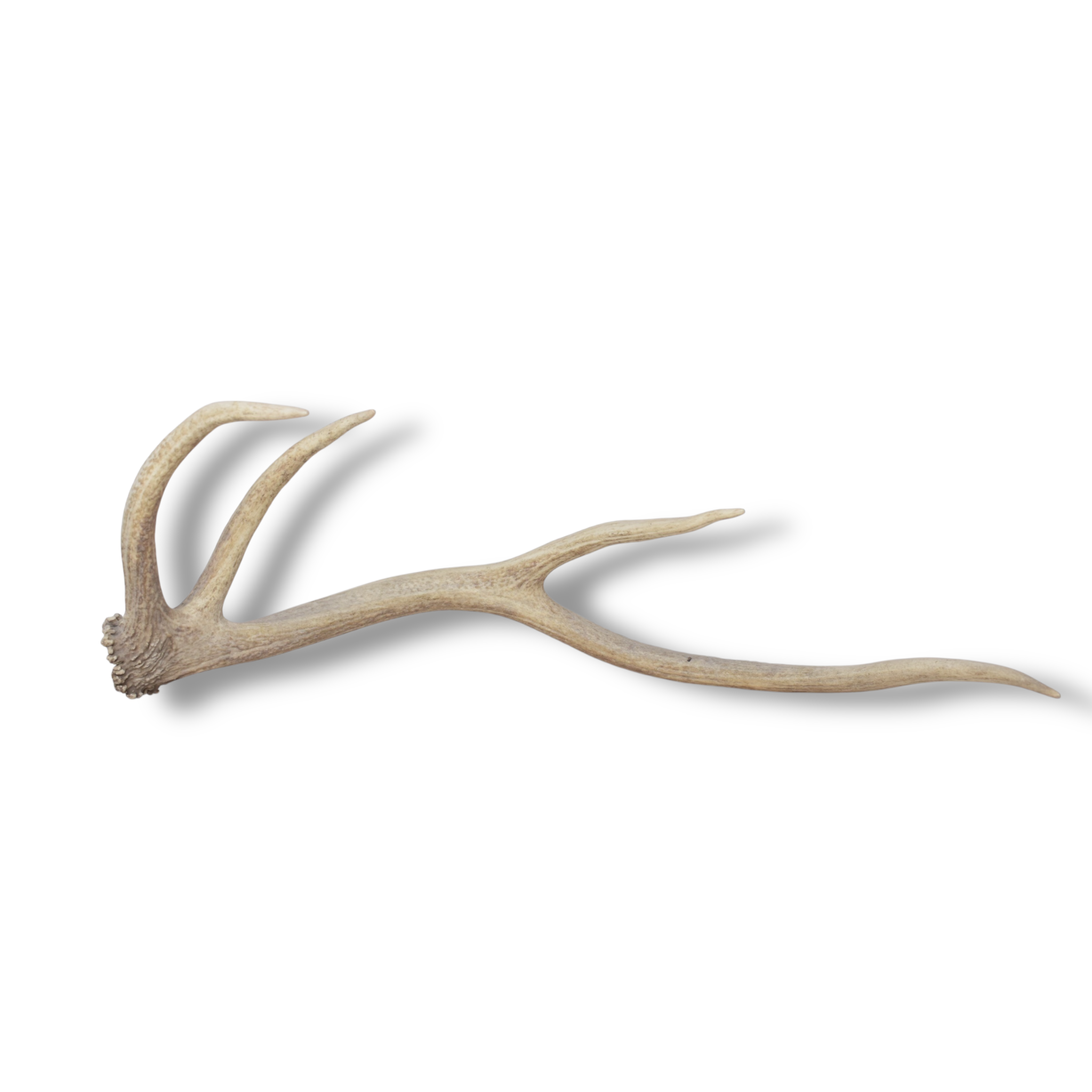 Elk Antler | Small Size | 129