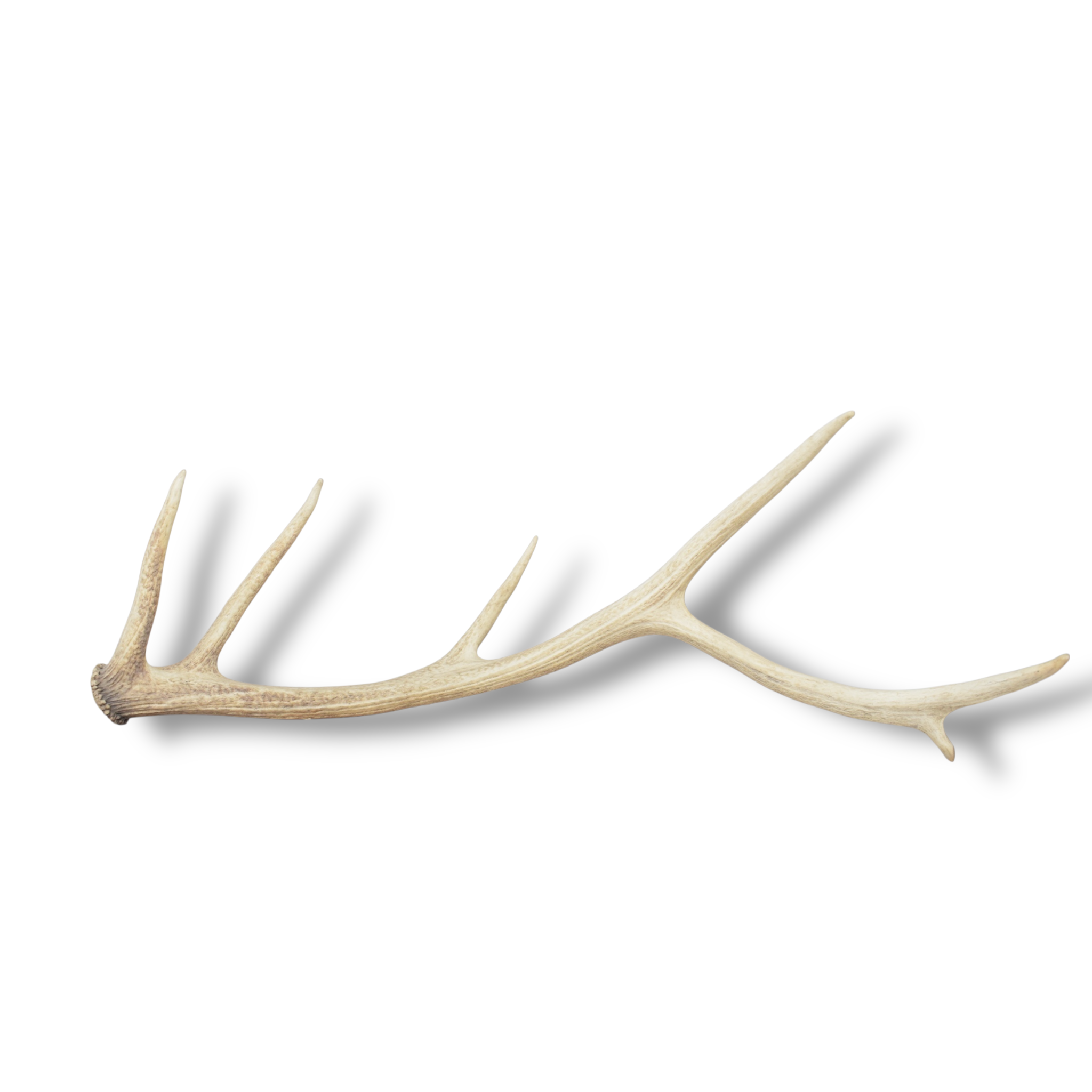 Elk Antler | Medium Size | 128