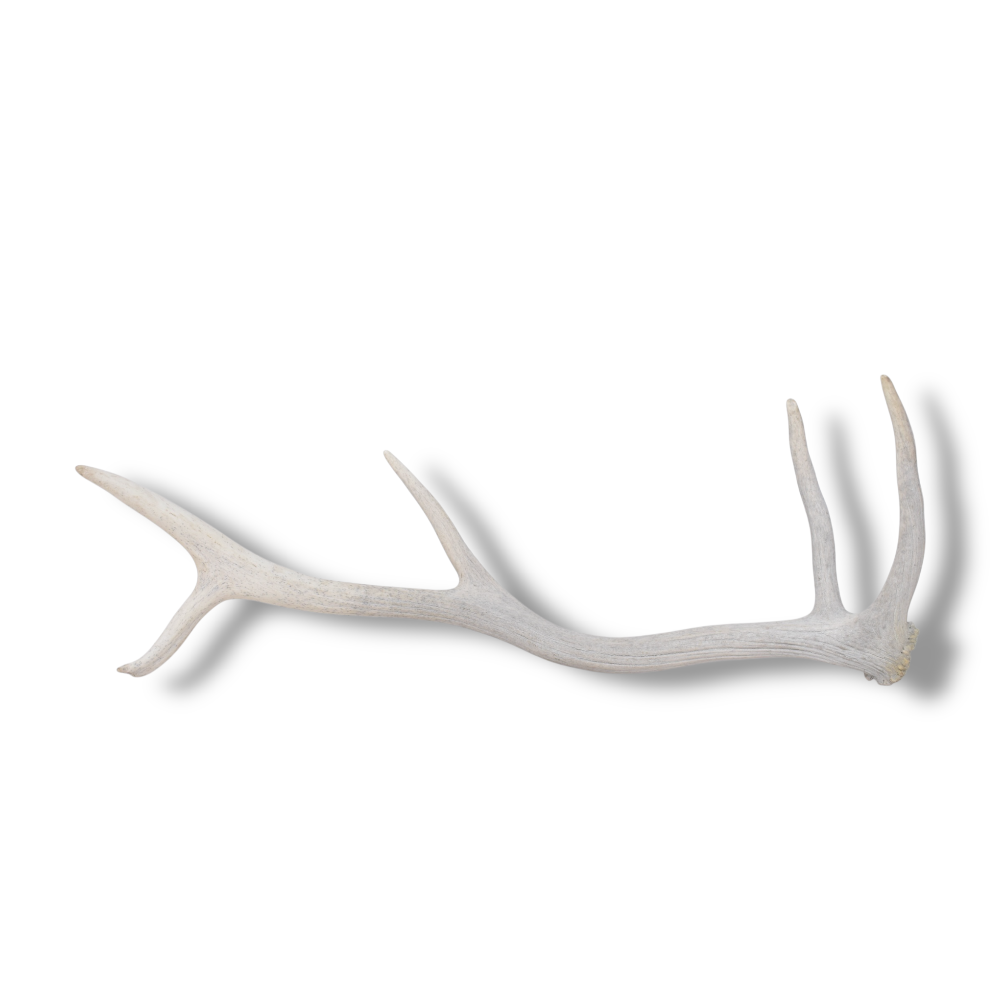 Elk Antler | Small Size | 132