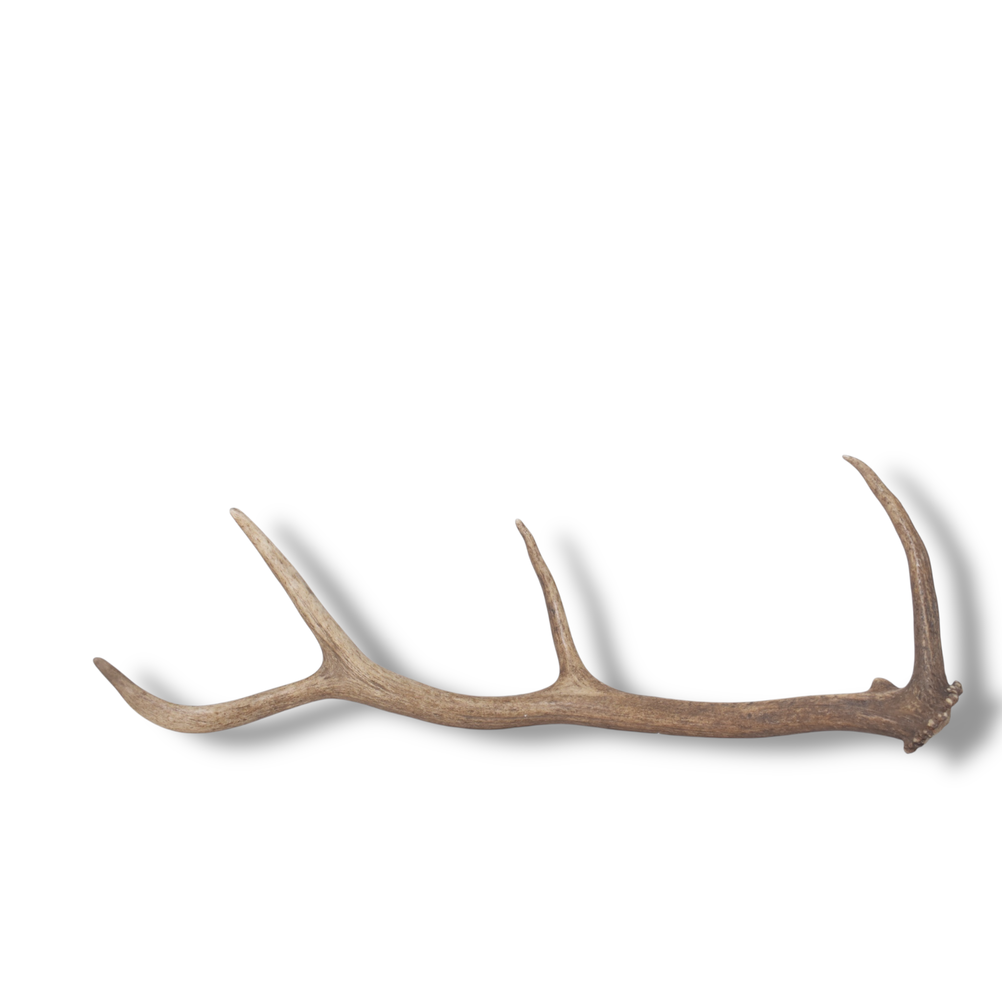 Elk Antler | Small Size | 149
