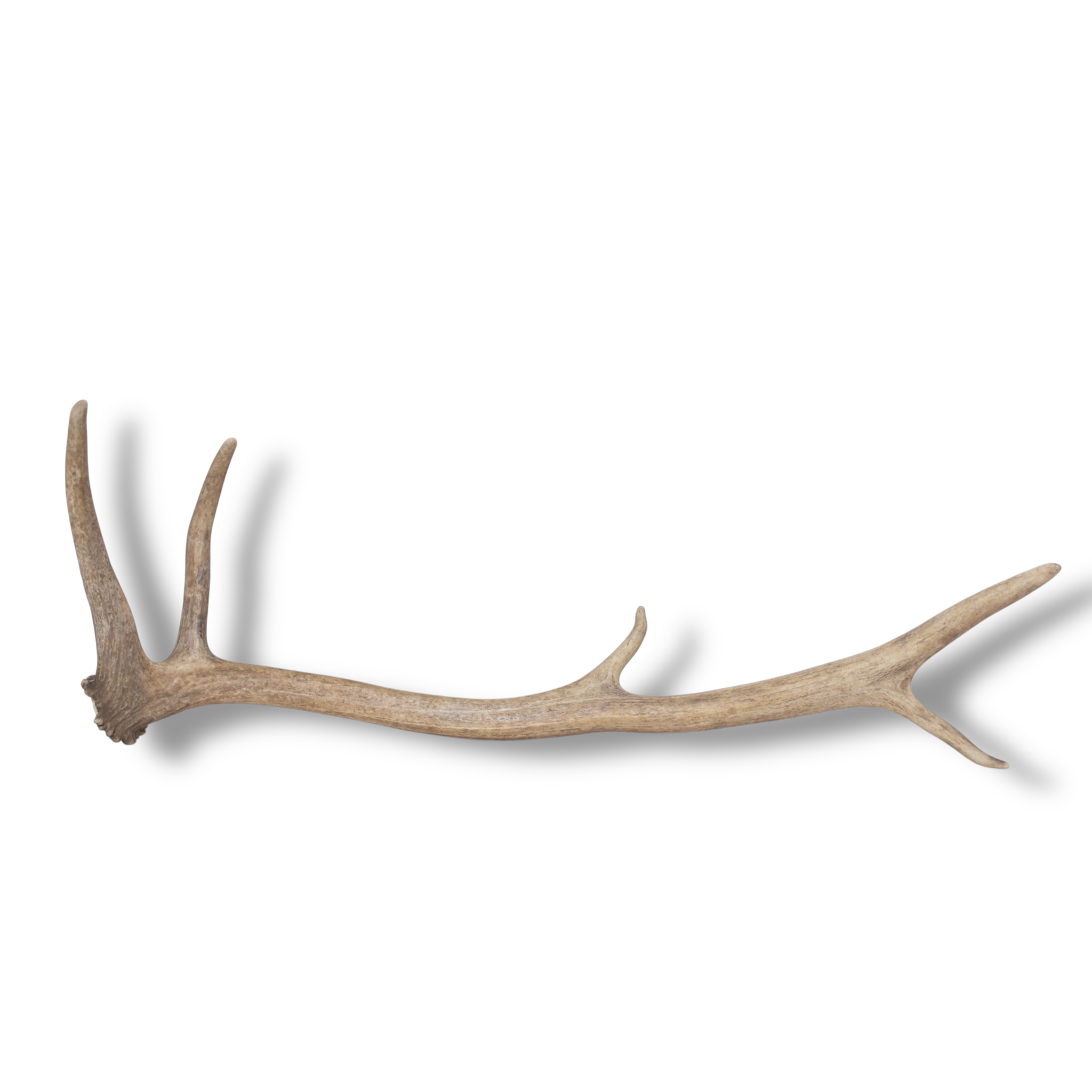 Elk Antler | Small Size | 147