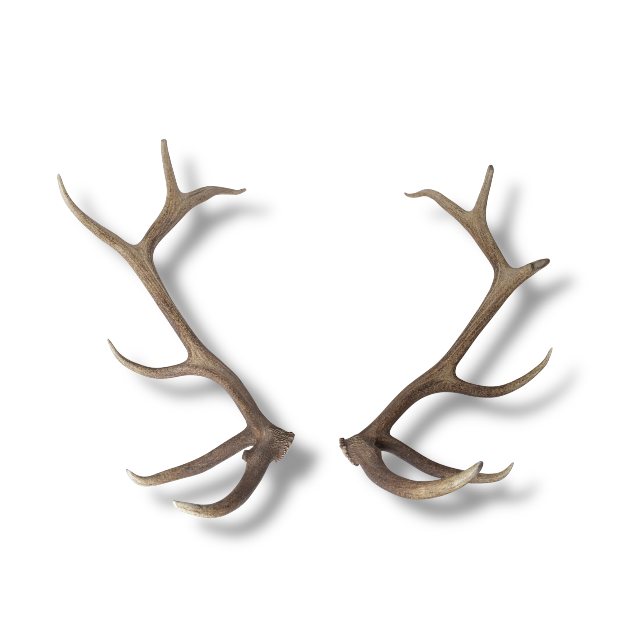 Elk Antler Set | Extra-Large | 155