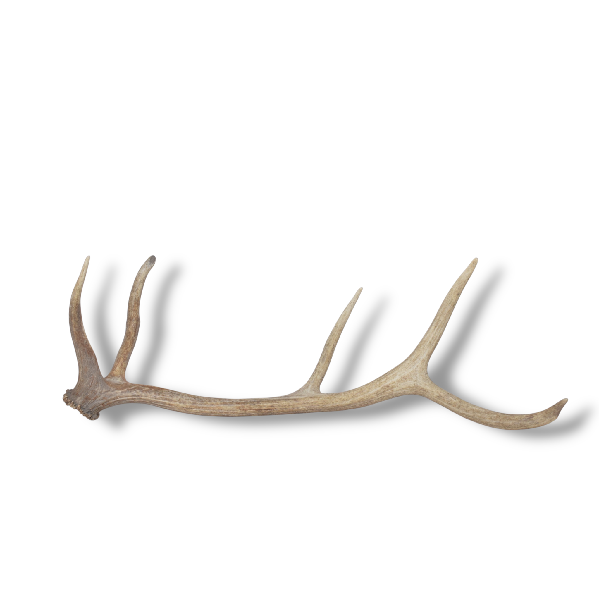 Elk Antler | Medium Size | 156