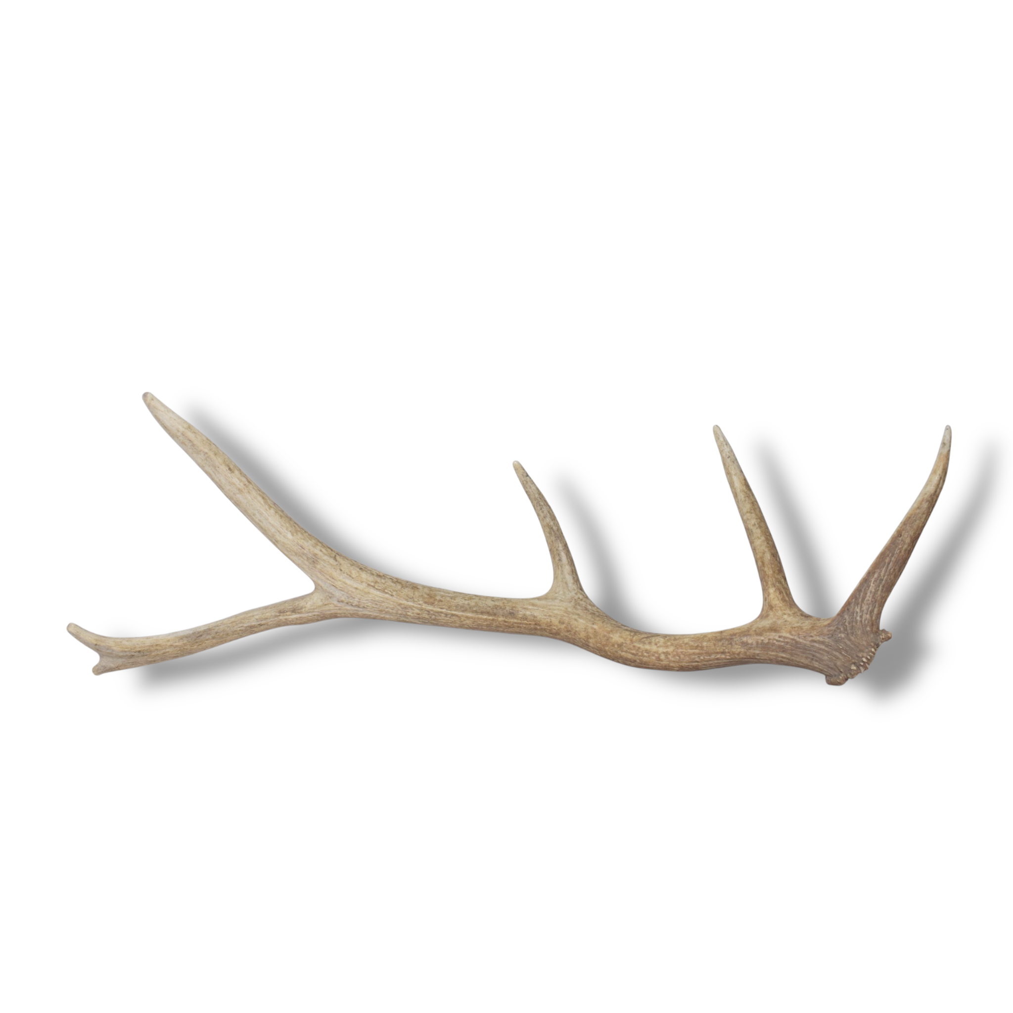 Elk Antler | Small Size | 158