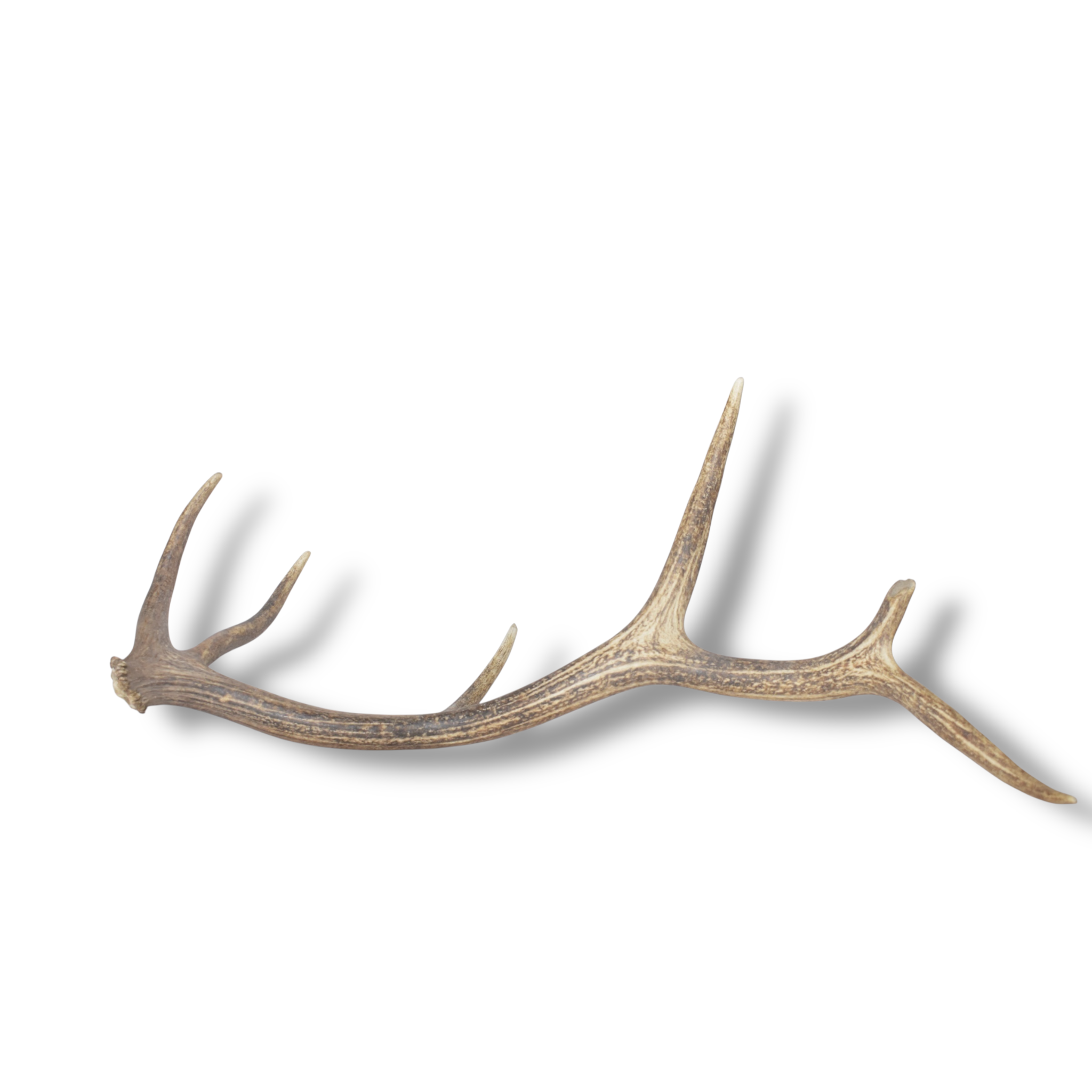 Elk Antler | Medium Size | 159