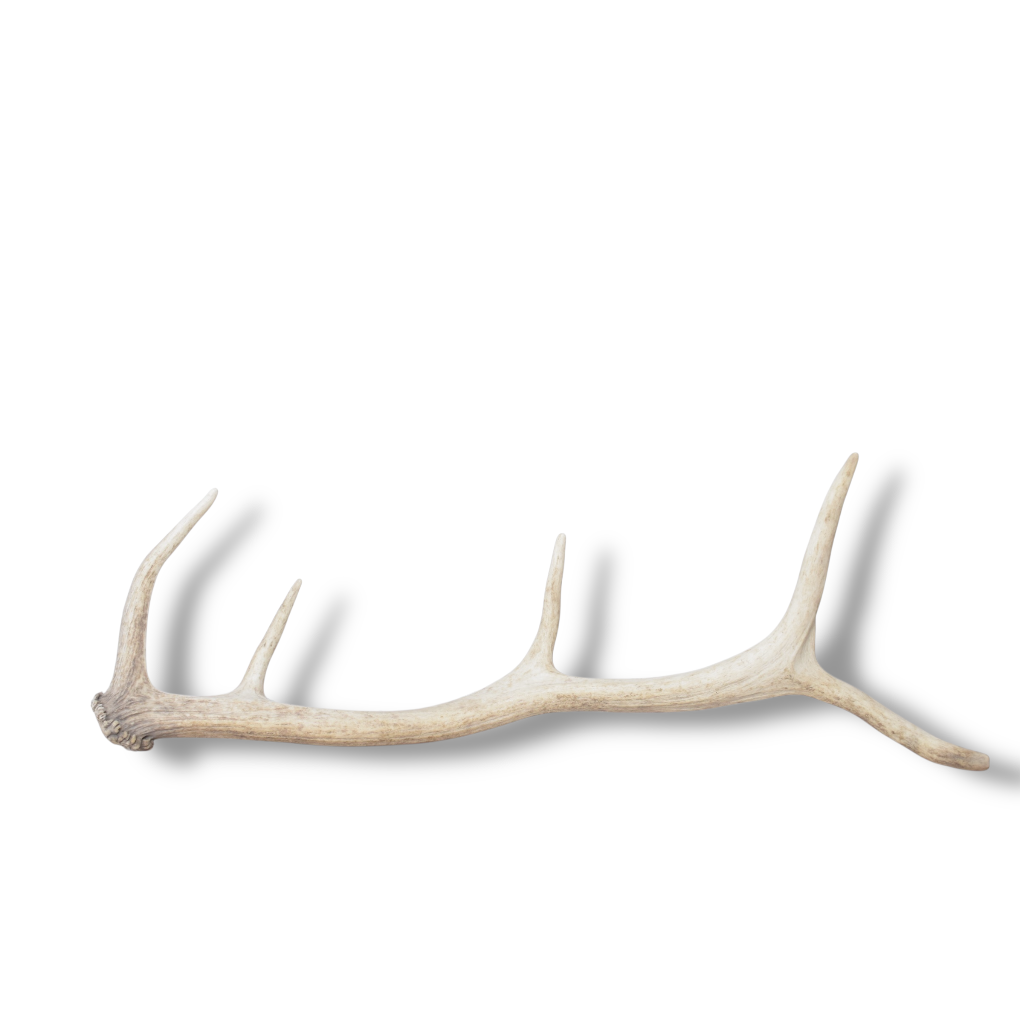 Elk Antler | Small Size | 157