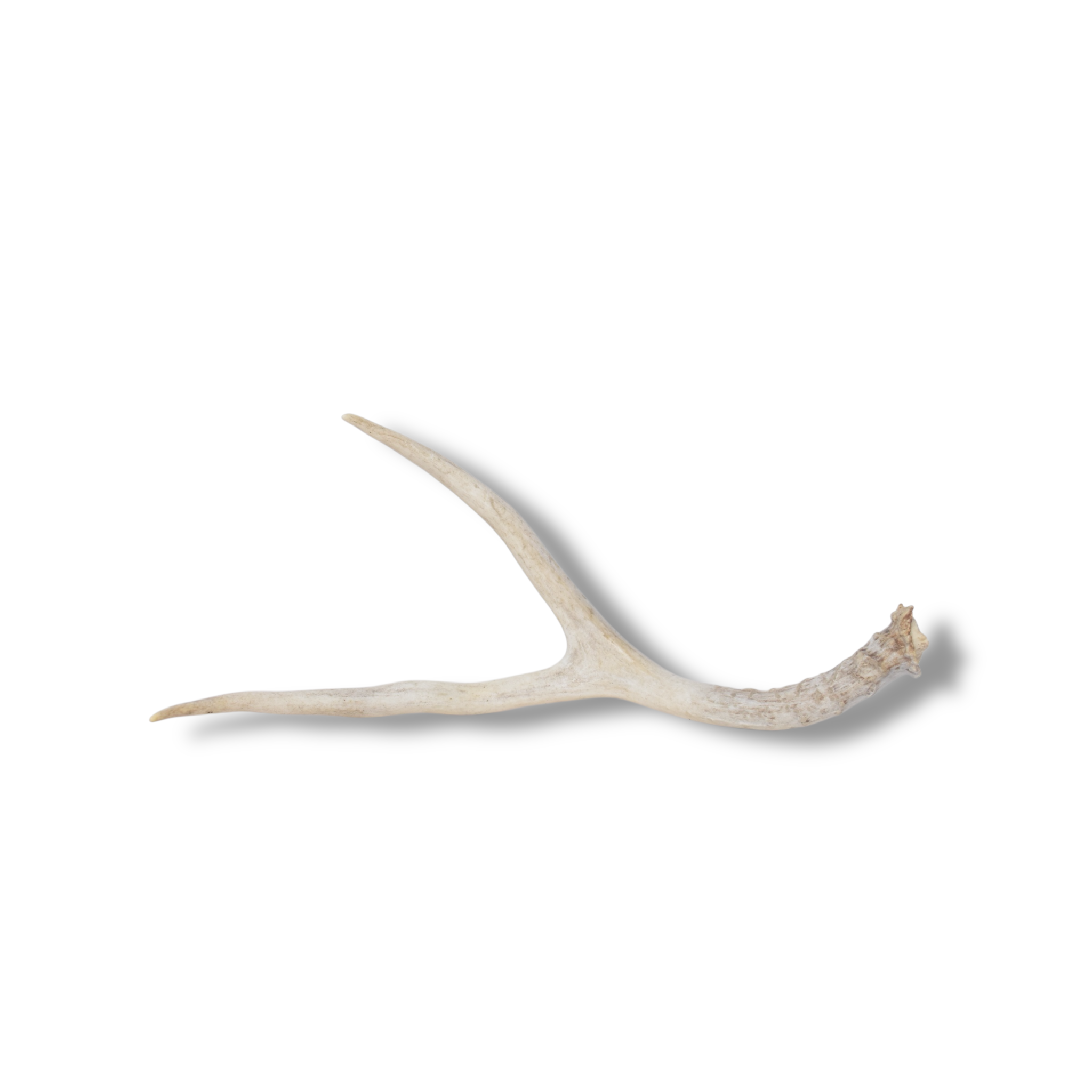 Mule Deer Antler | Small Size | 65