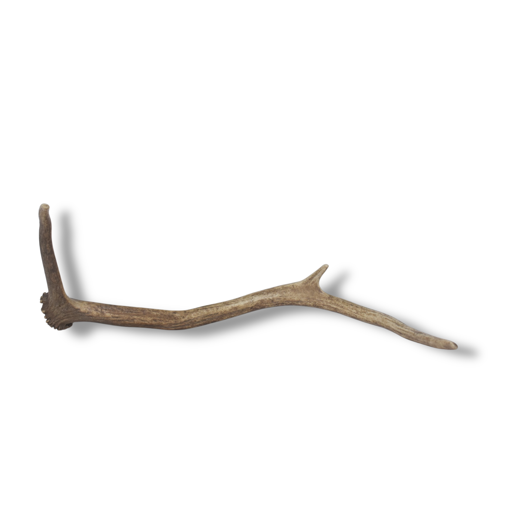 Elk Antler | Small Size | 165
