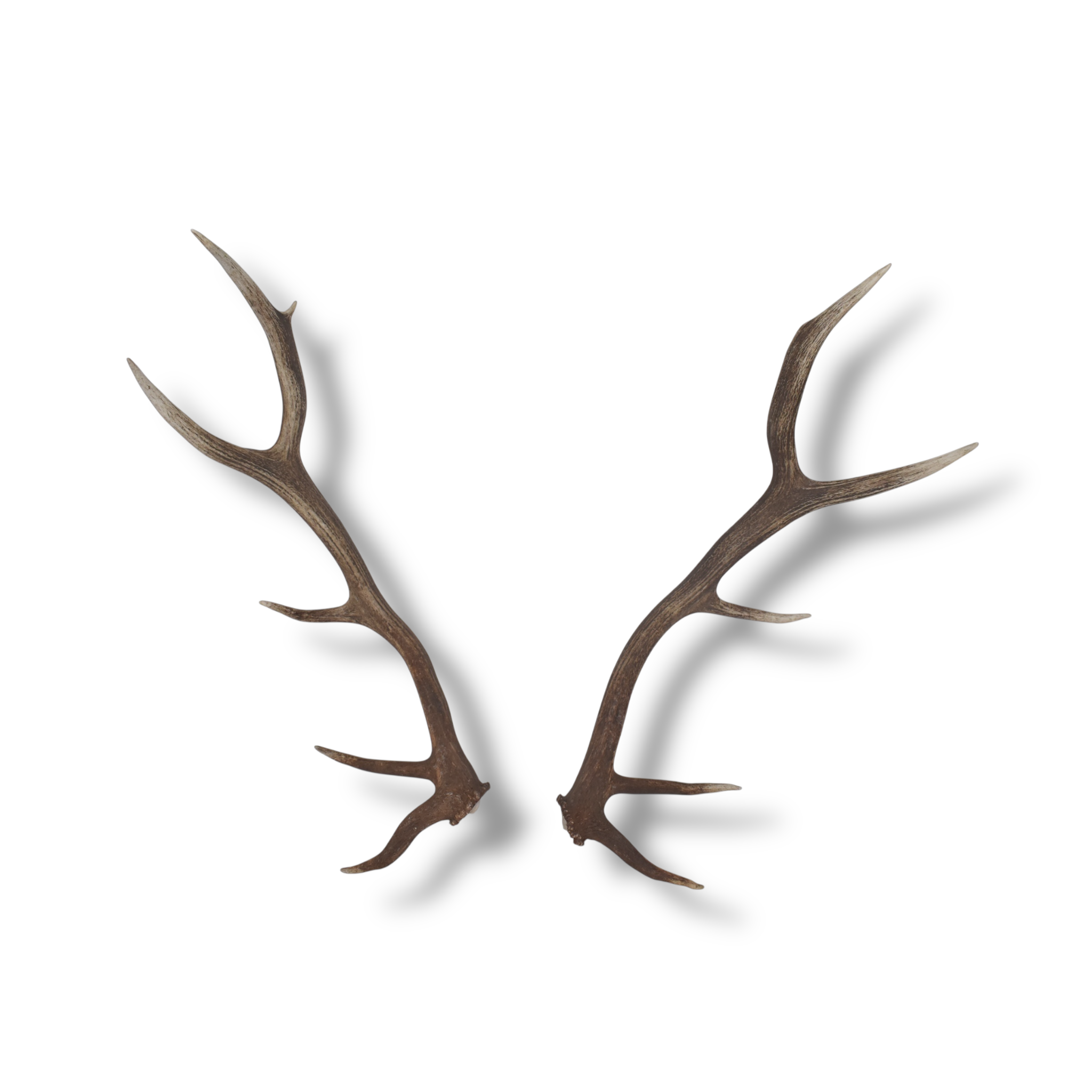 Elk Antler Set | Medium | 168