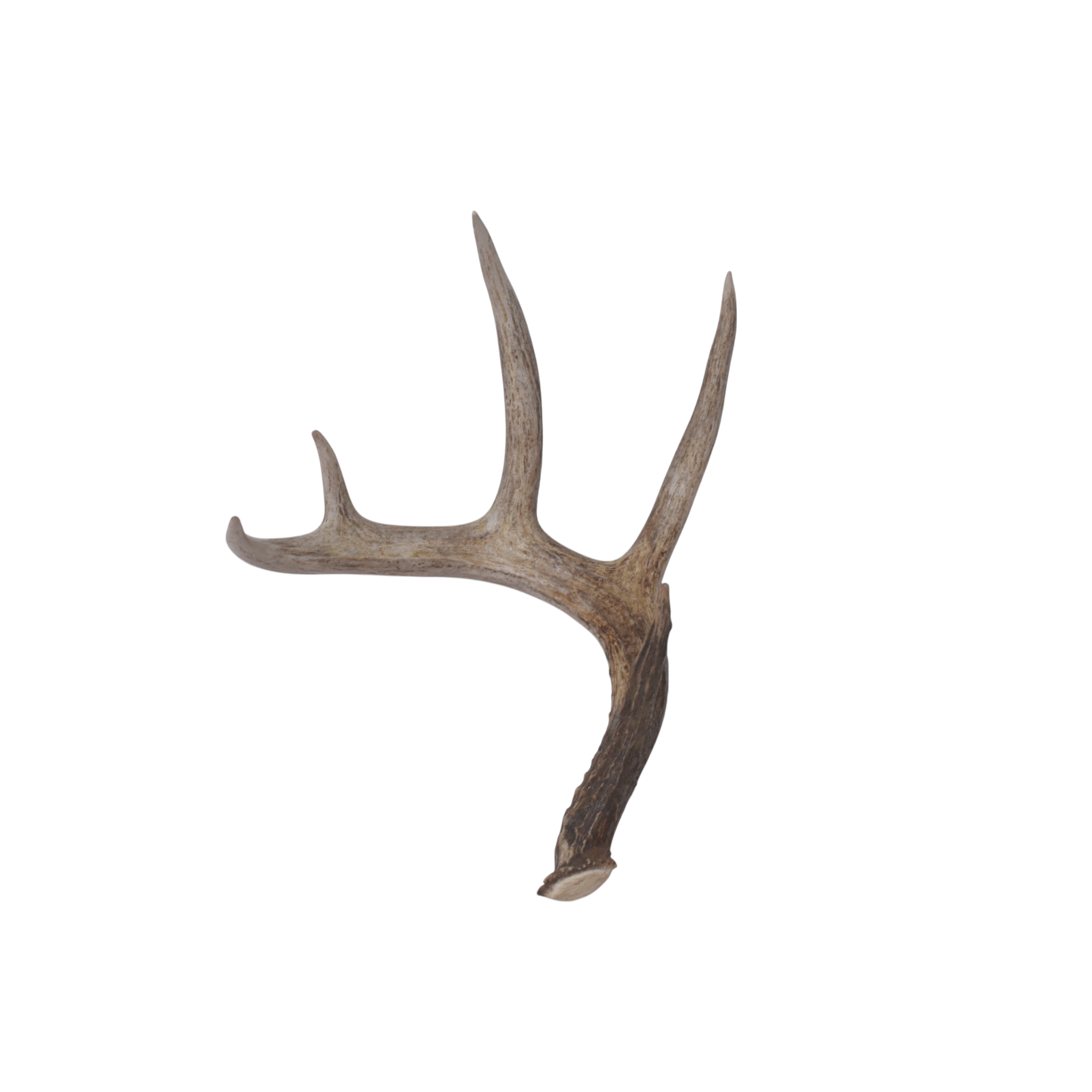 Whitetail Deer Antler | Medium Size | 5