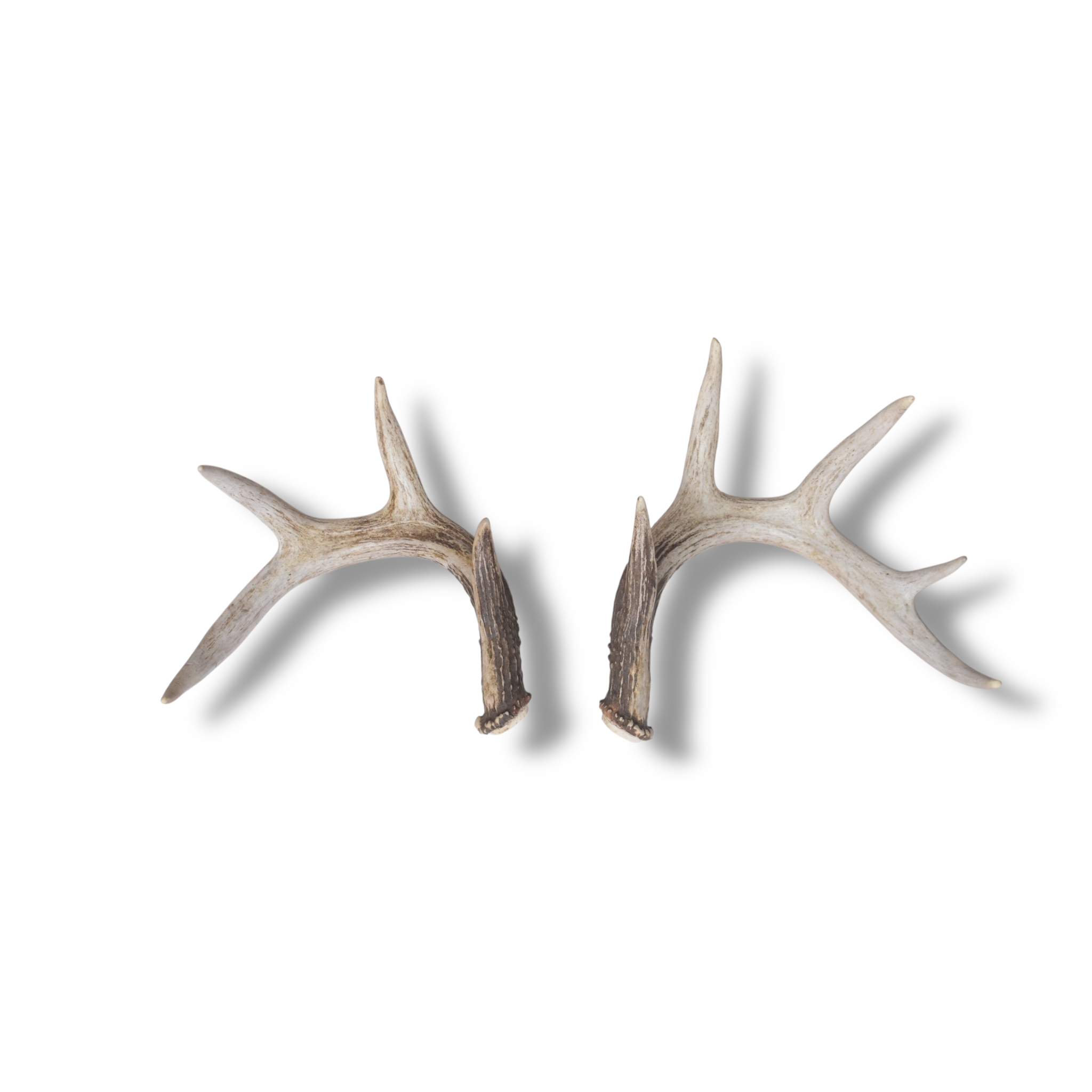 Whitetail Deer Antler Set | Small | 3