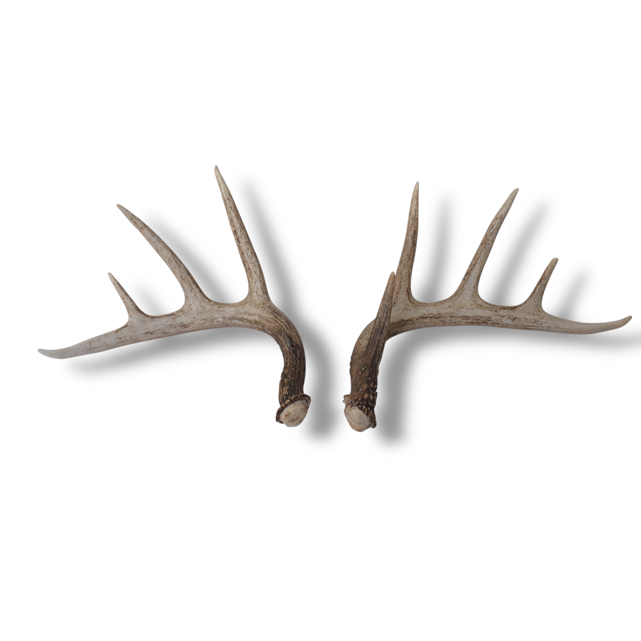 Whitetail Deer Antler Set | Medium | 2